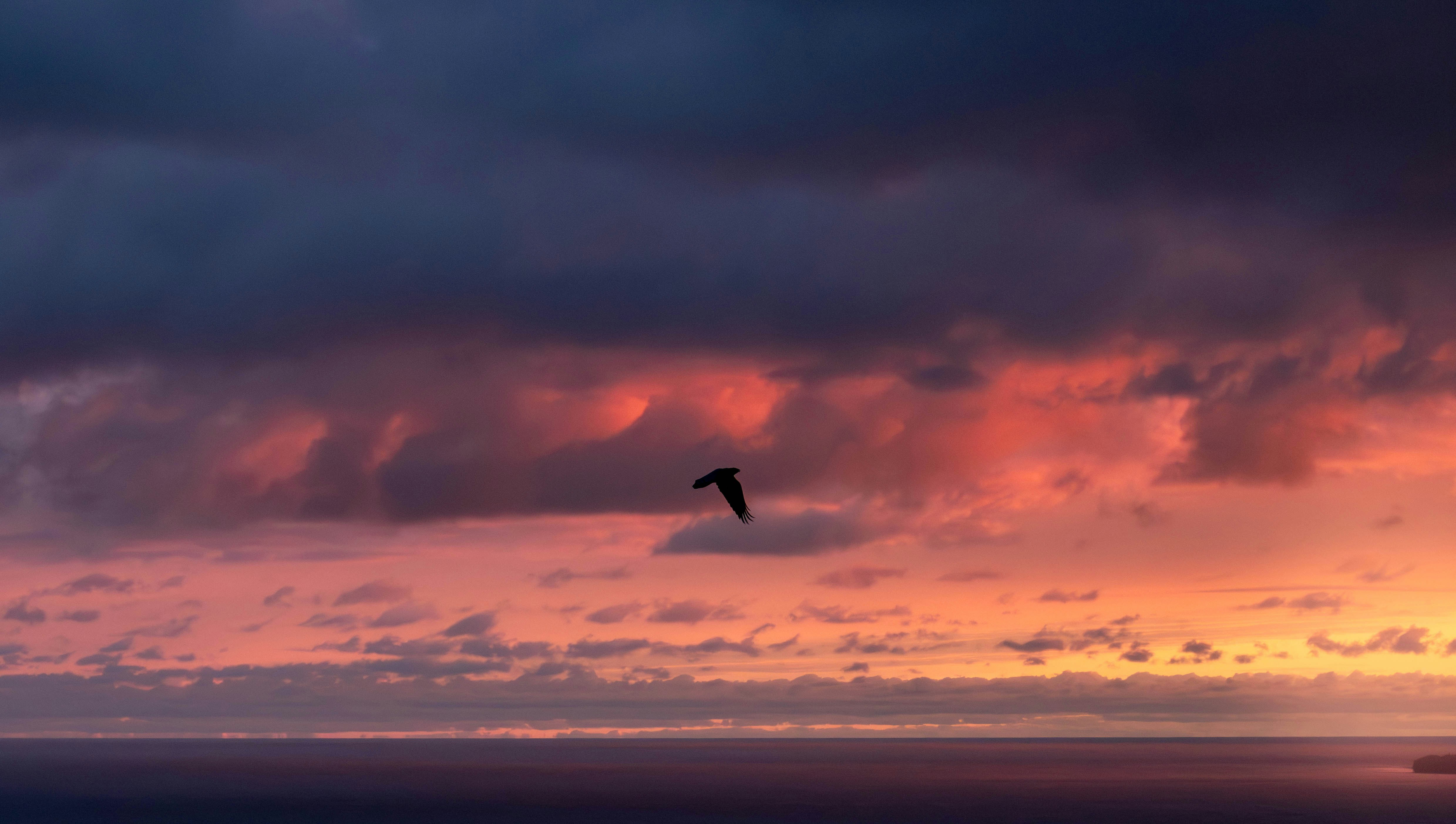 A solitary bird flies across a colorful sunset sky.