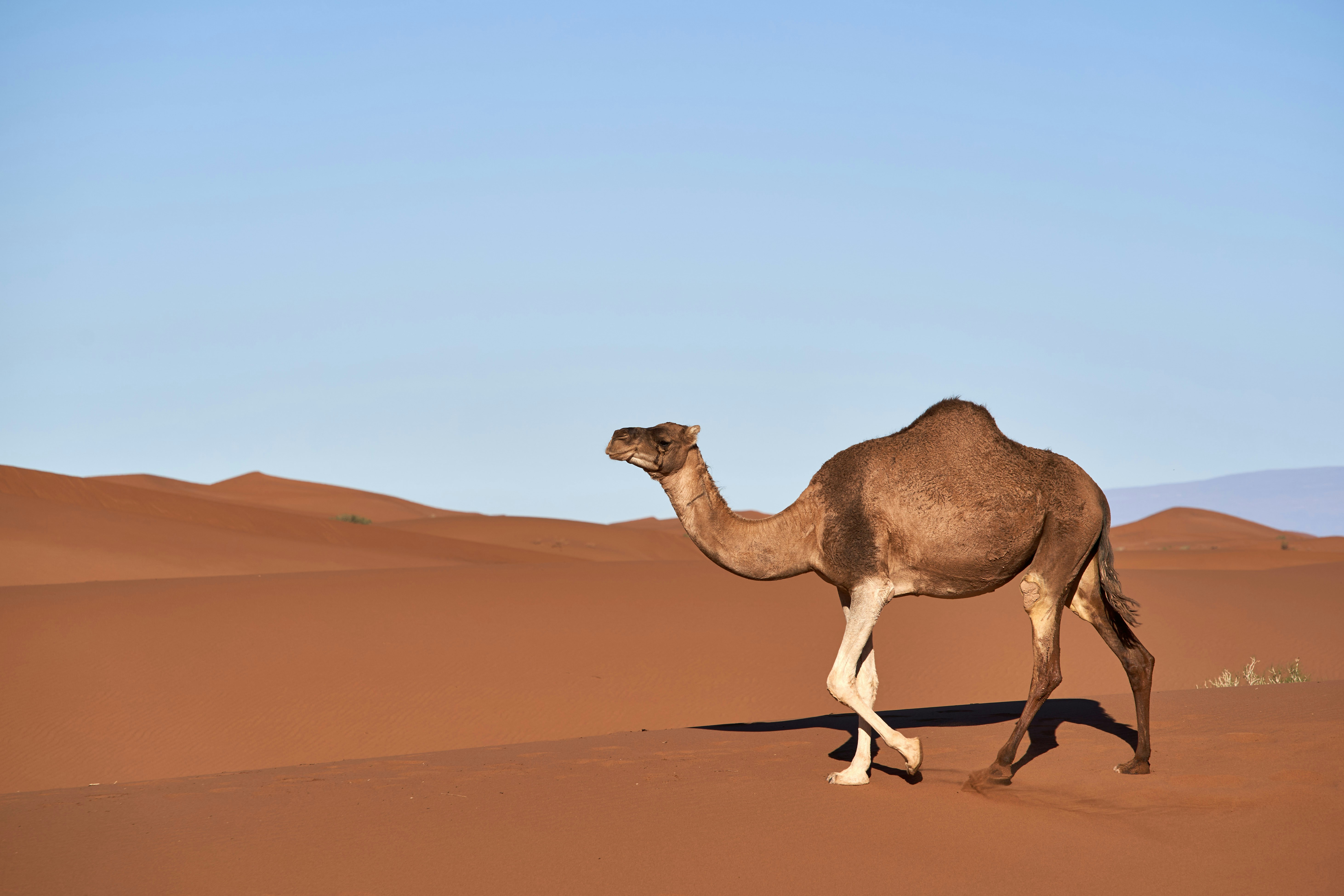 A lone camel walks across a desert dune.