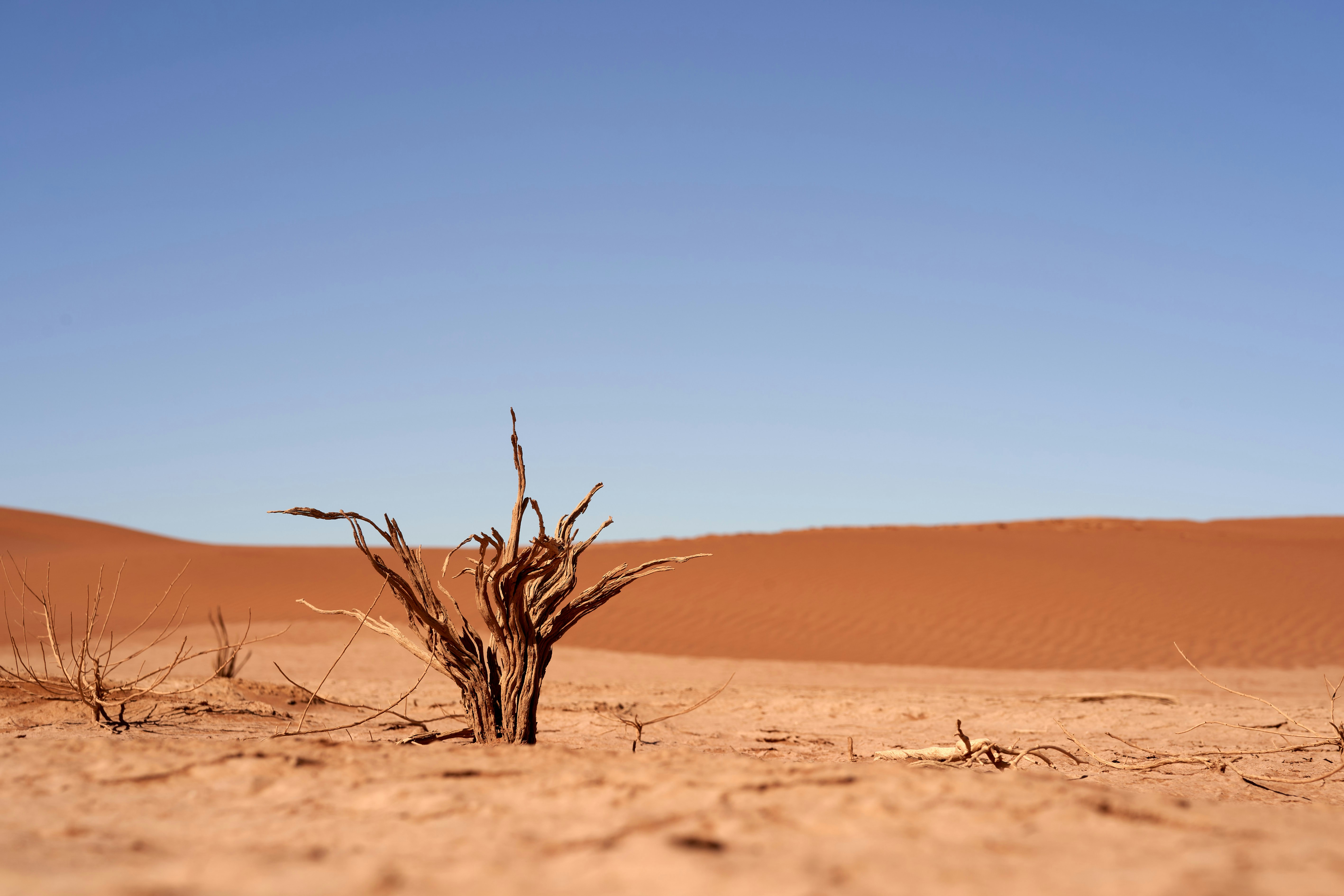A lone dry plant in a vast desert landscape.