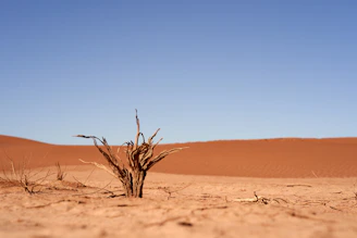A lone dry plant in a vast desert landscape.