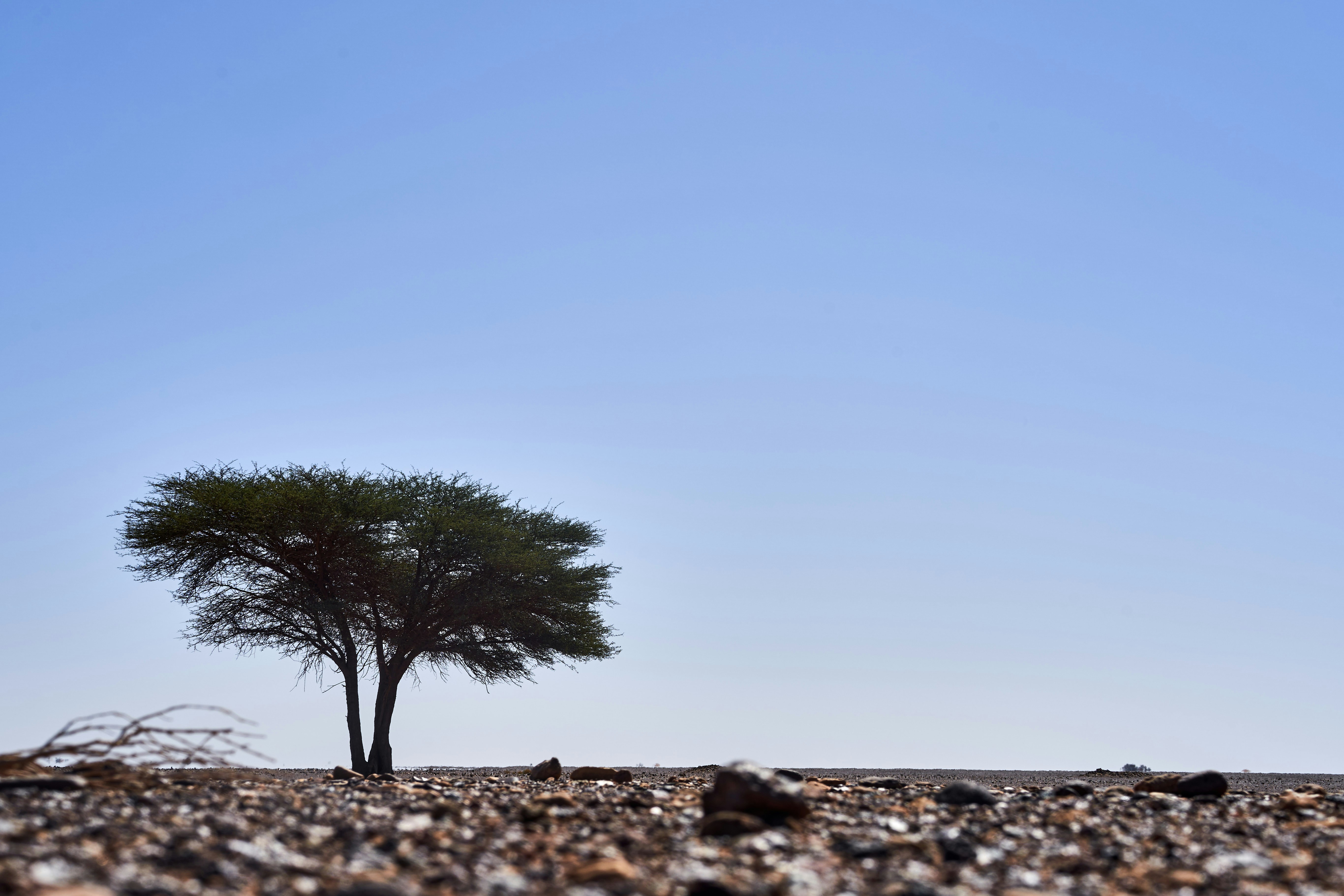 A lone acacia tree stands in a dry, rocky landscape.