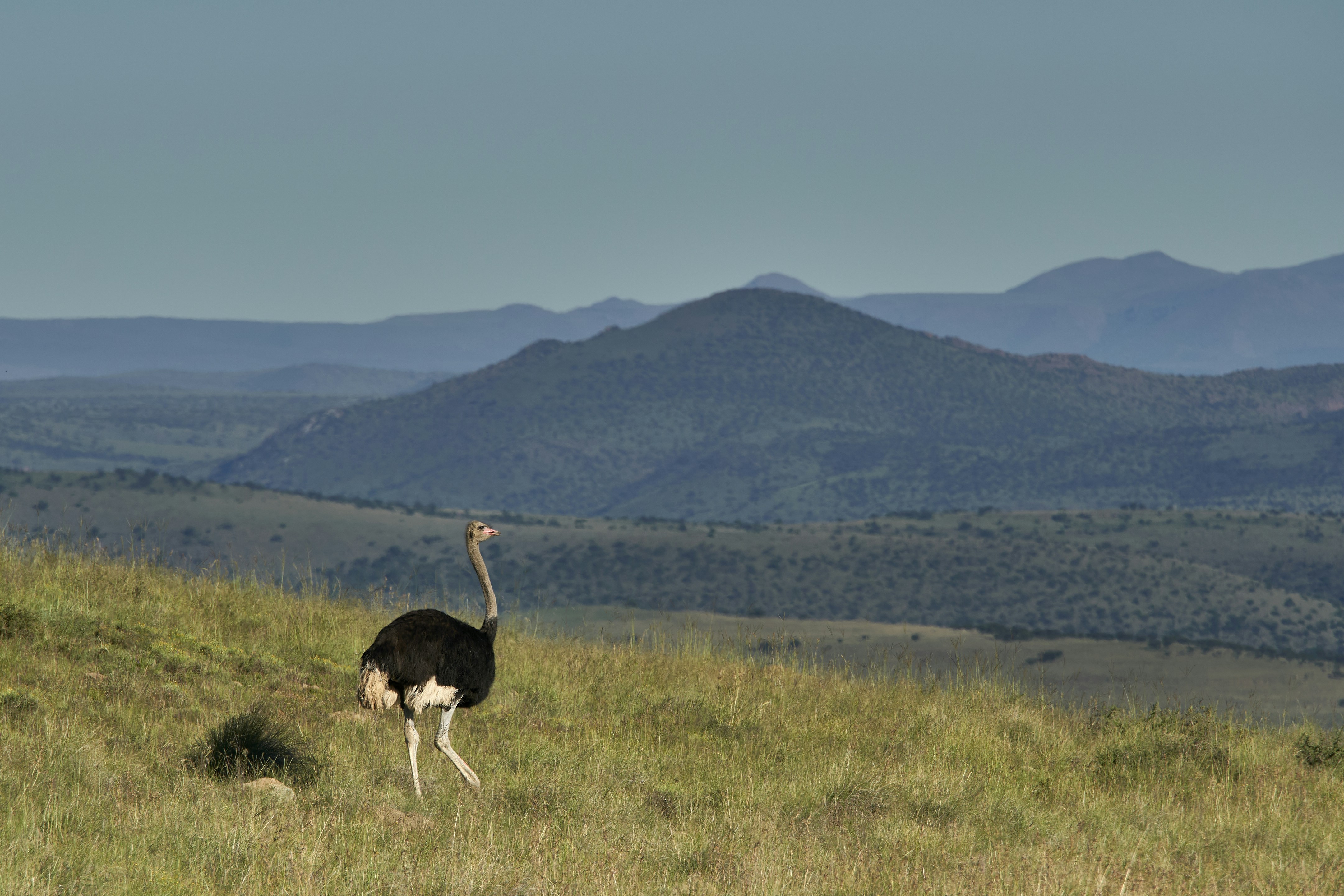 Photo by wolfgang_hasselmann