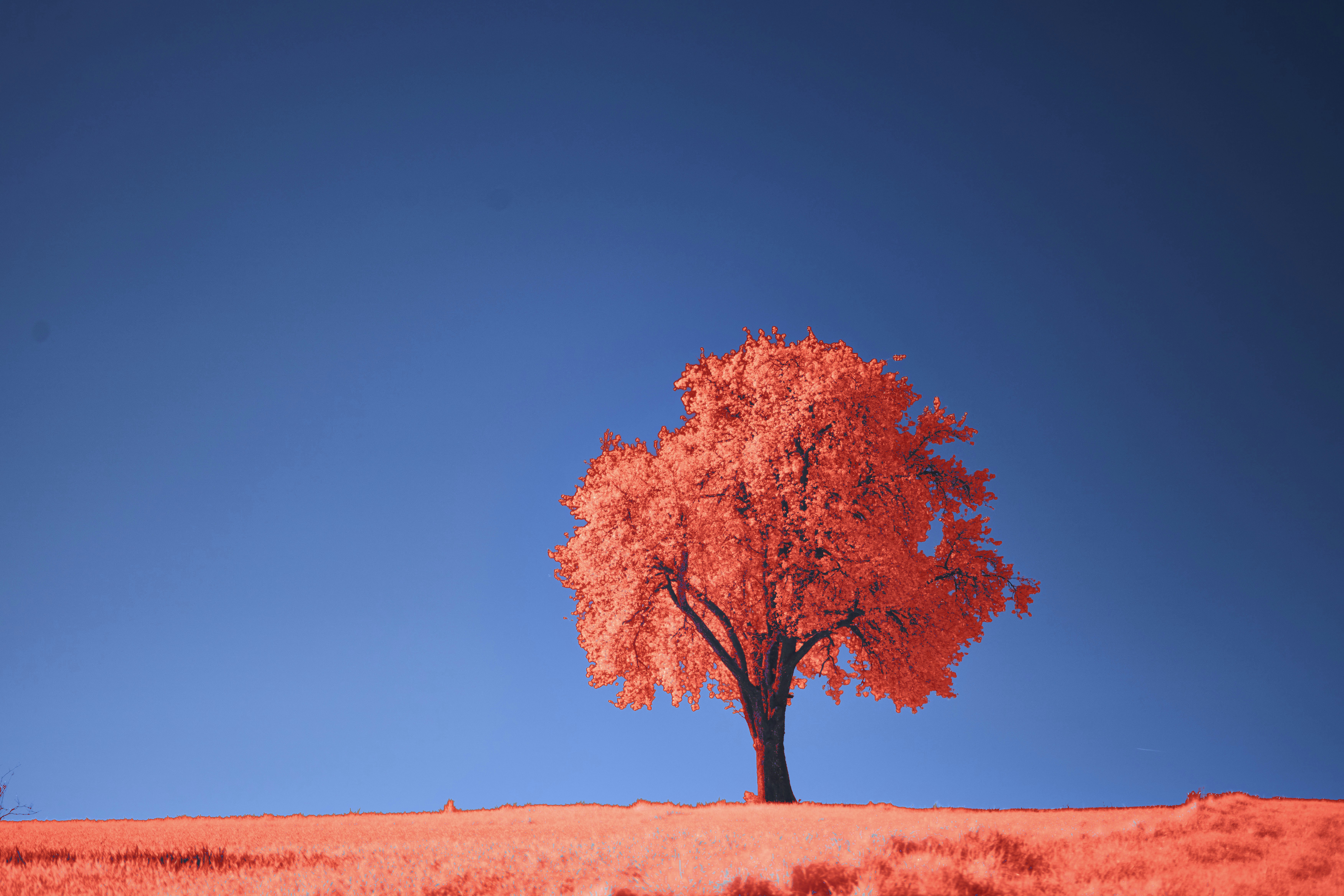 Photo by wolfgang_hasselmann