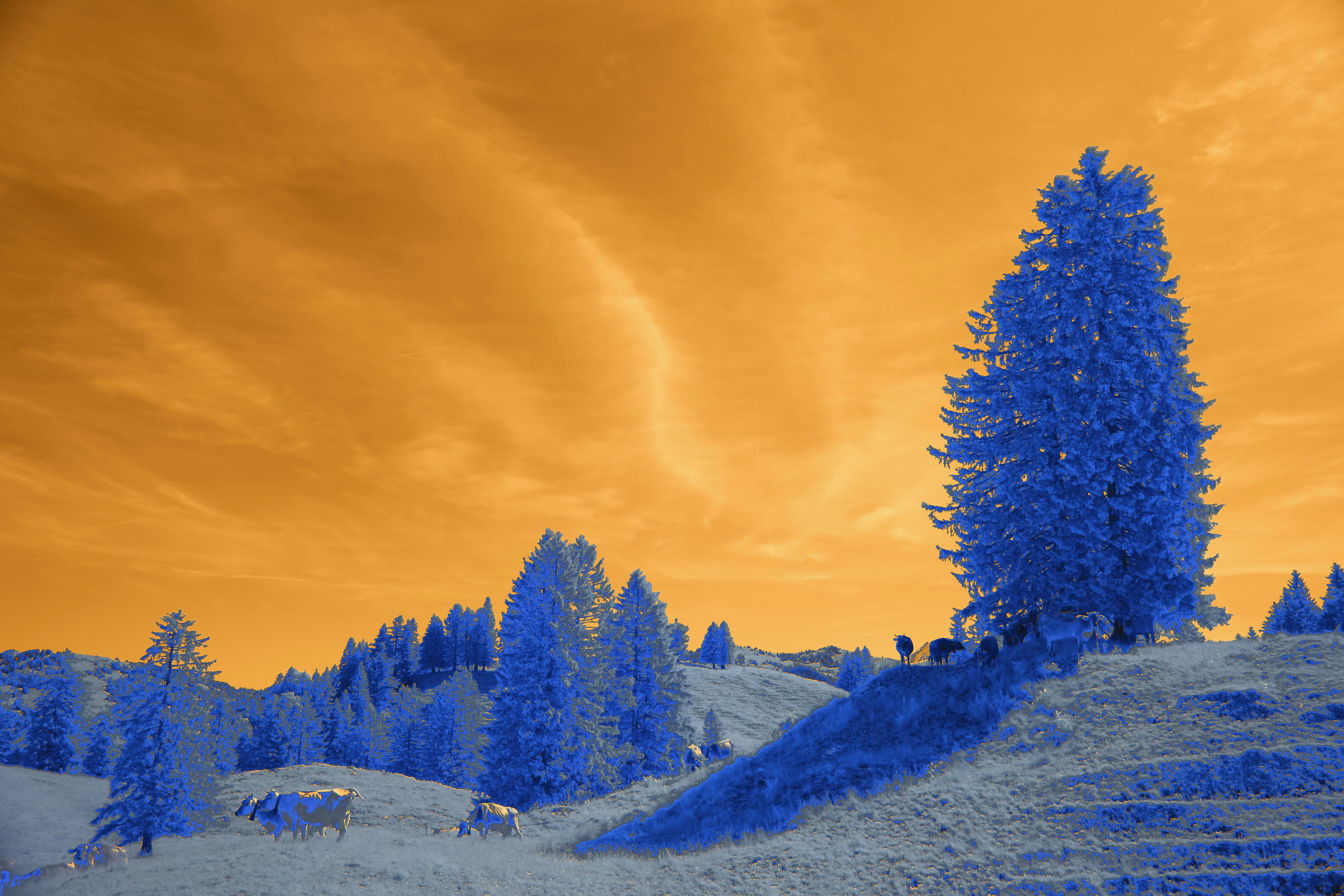 Photo by wolfgang_hasselmann