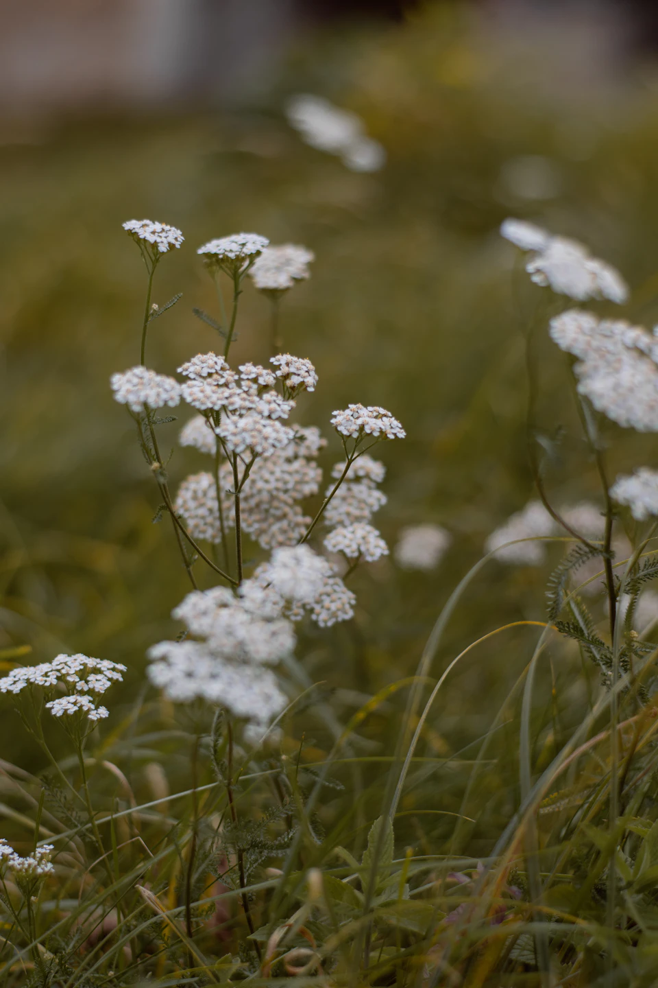 Field of white flowers with long, thin petals and small leaves in landscape