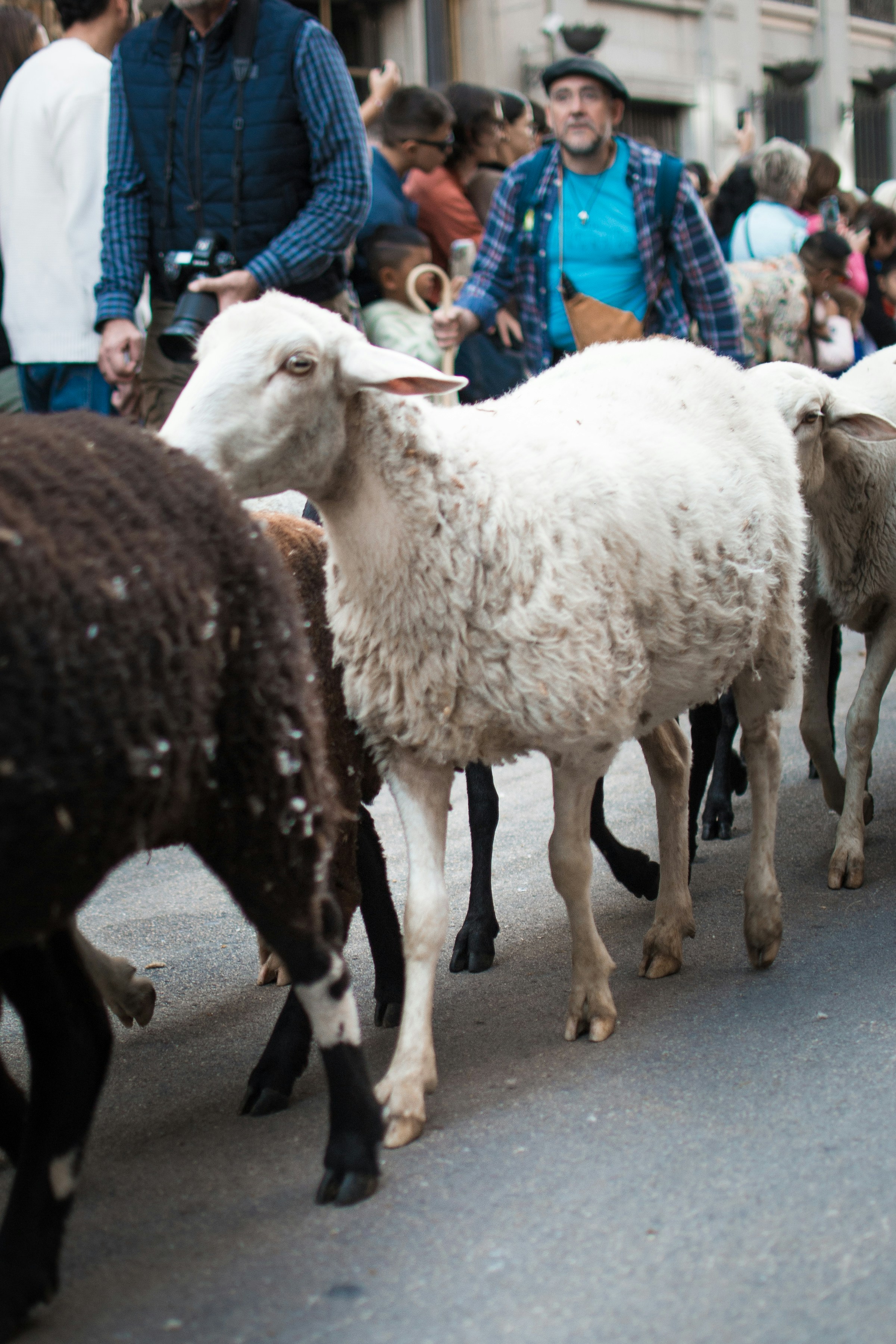 Sheep walking down a city street with people.