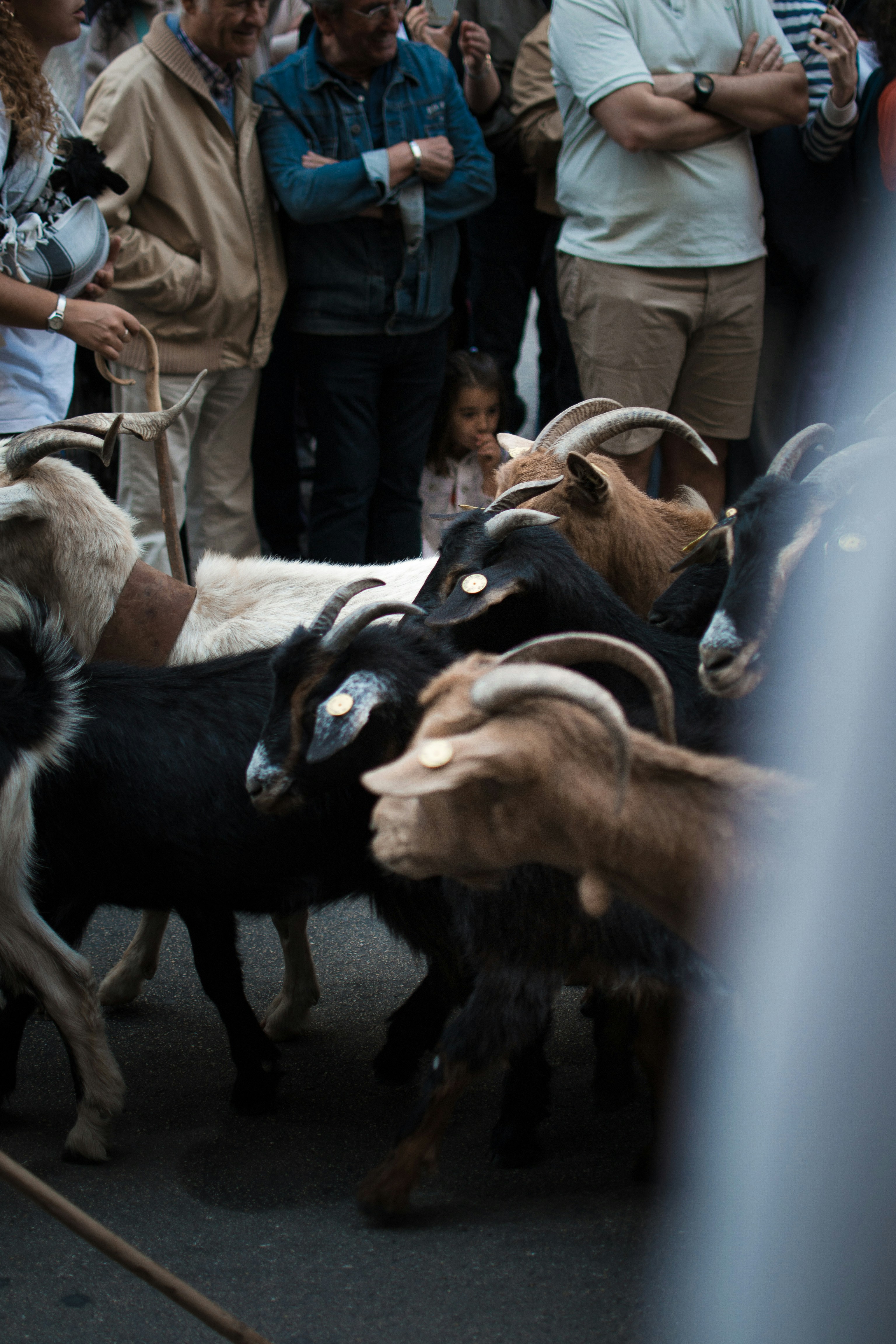 A herd of goats moving through a crowd of people.