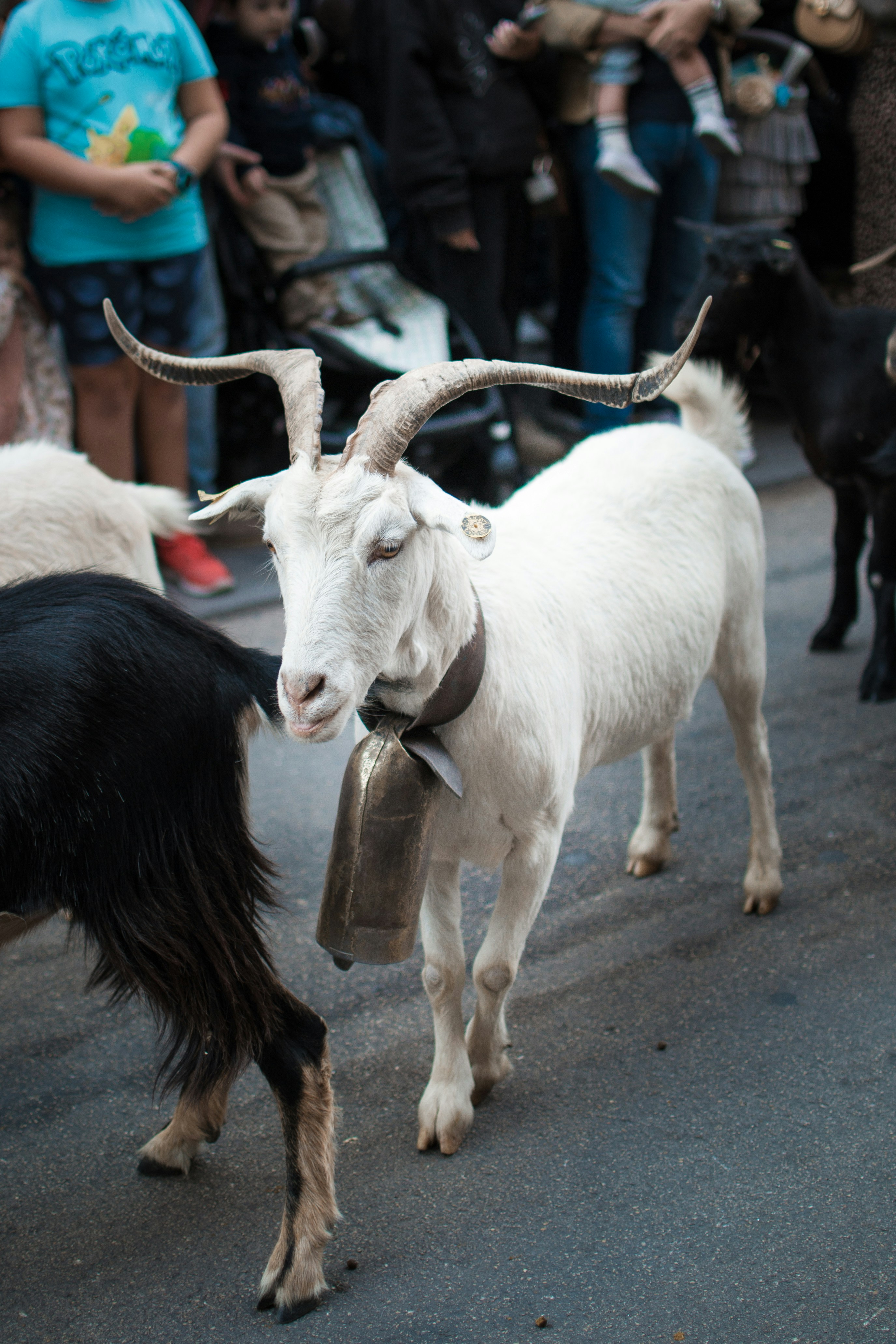 A white goat with a bell walks with others.