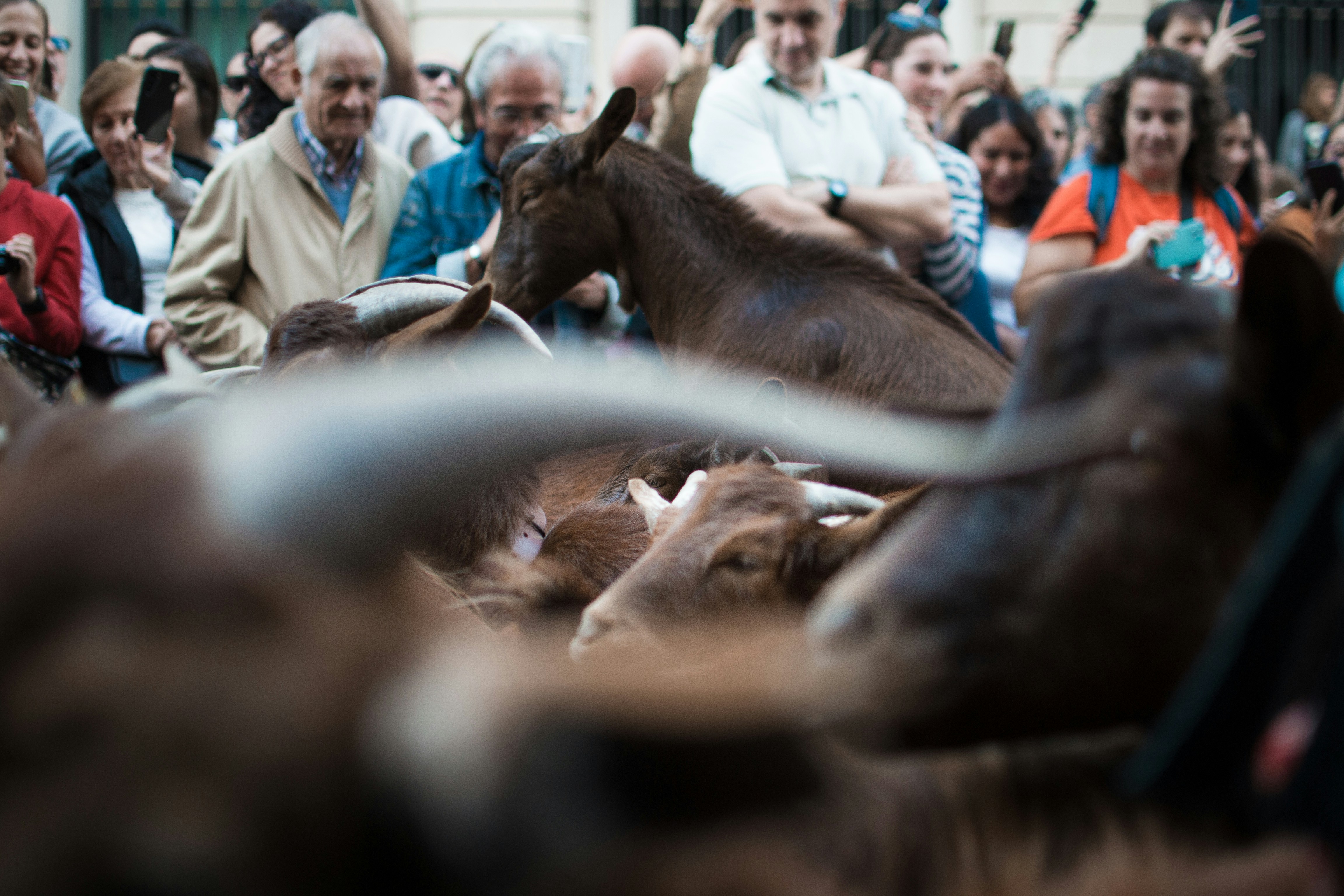 A crowd of people watches a herd of goats