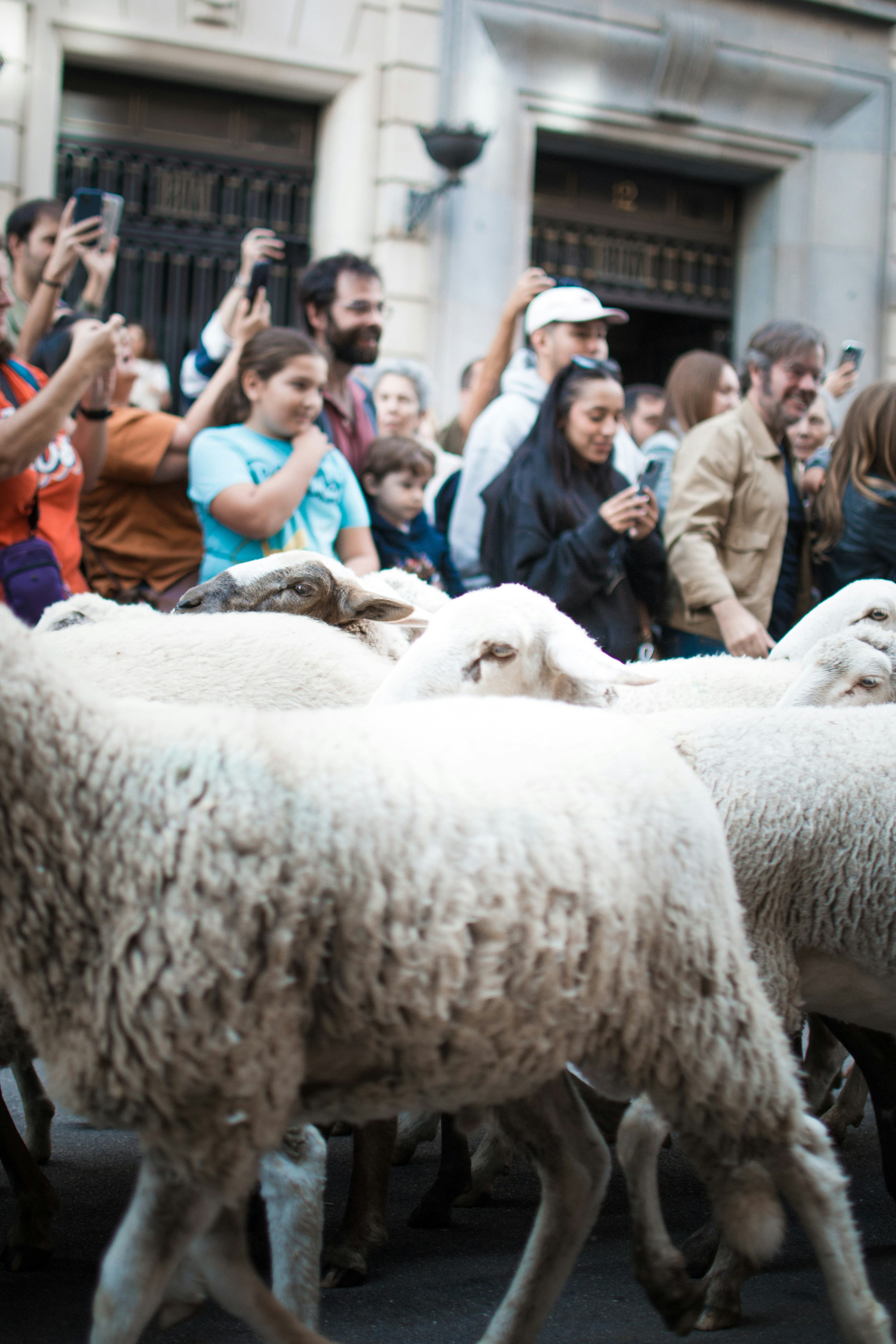 People watch sheep parade down street