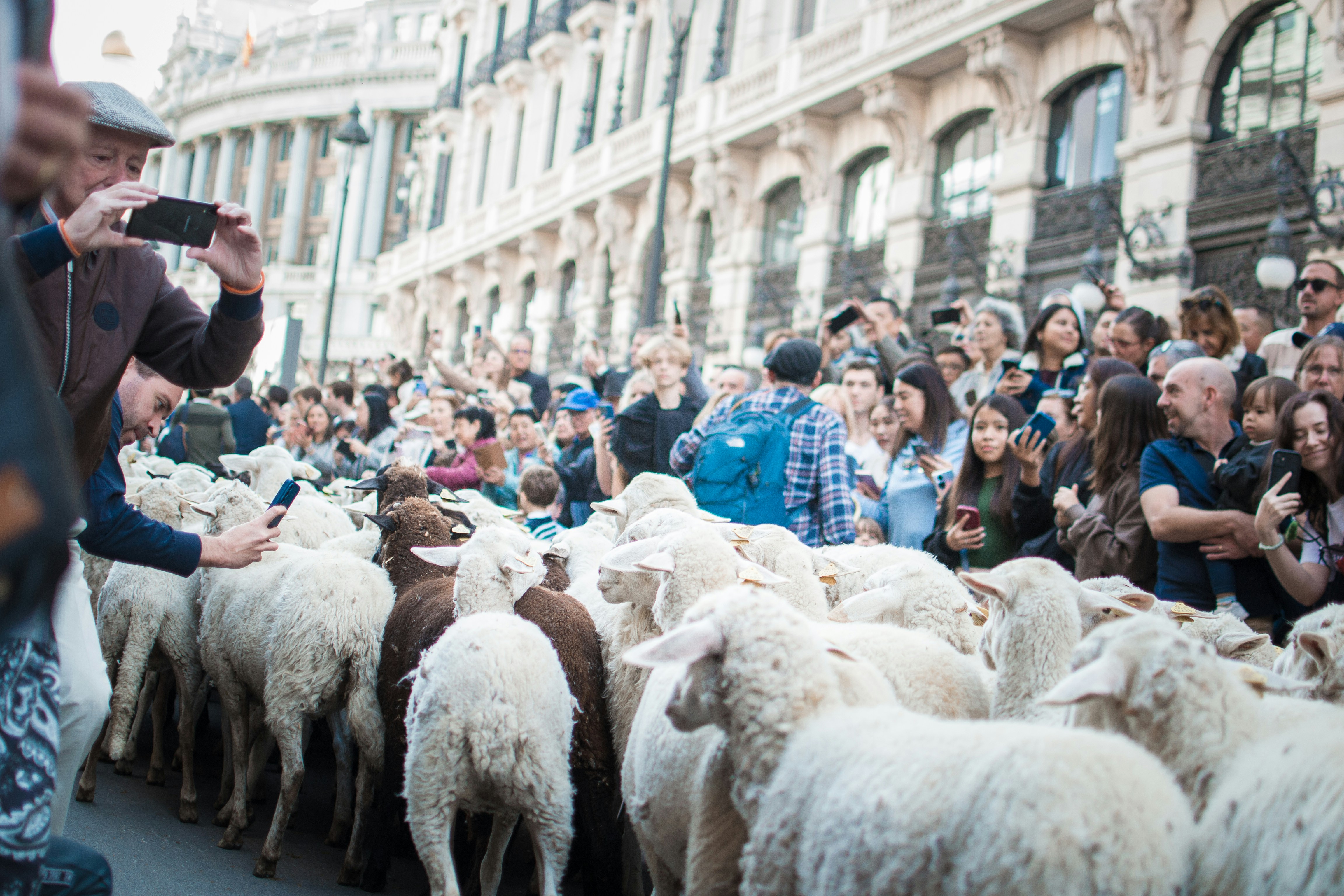 A flock of sheep moving through a city street.