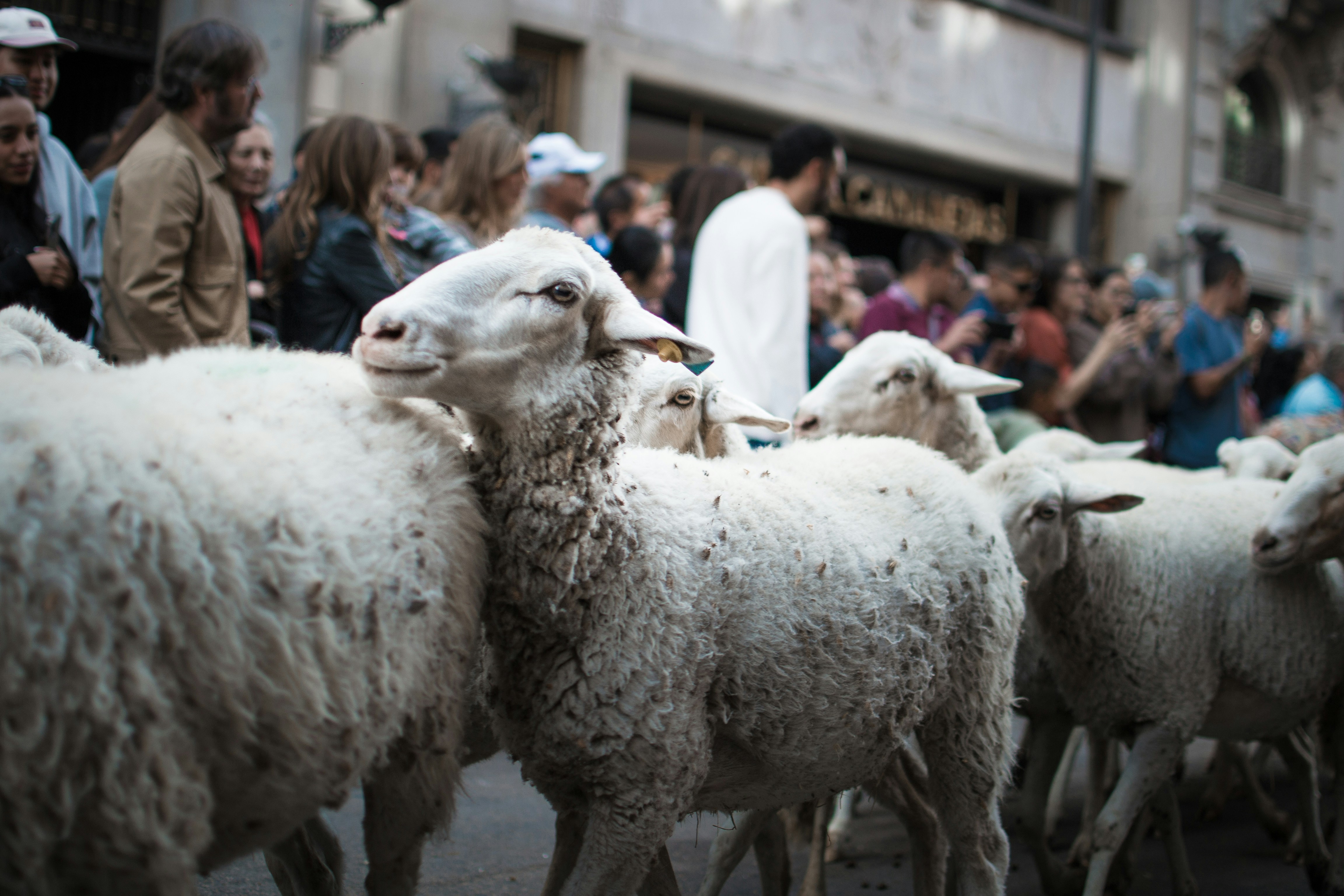 Flock of sheep walking down a street with people.
