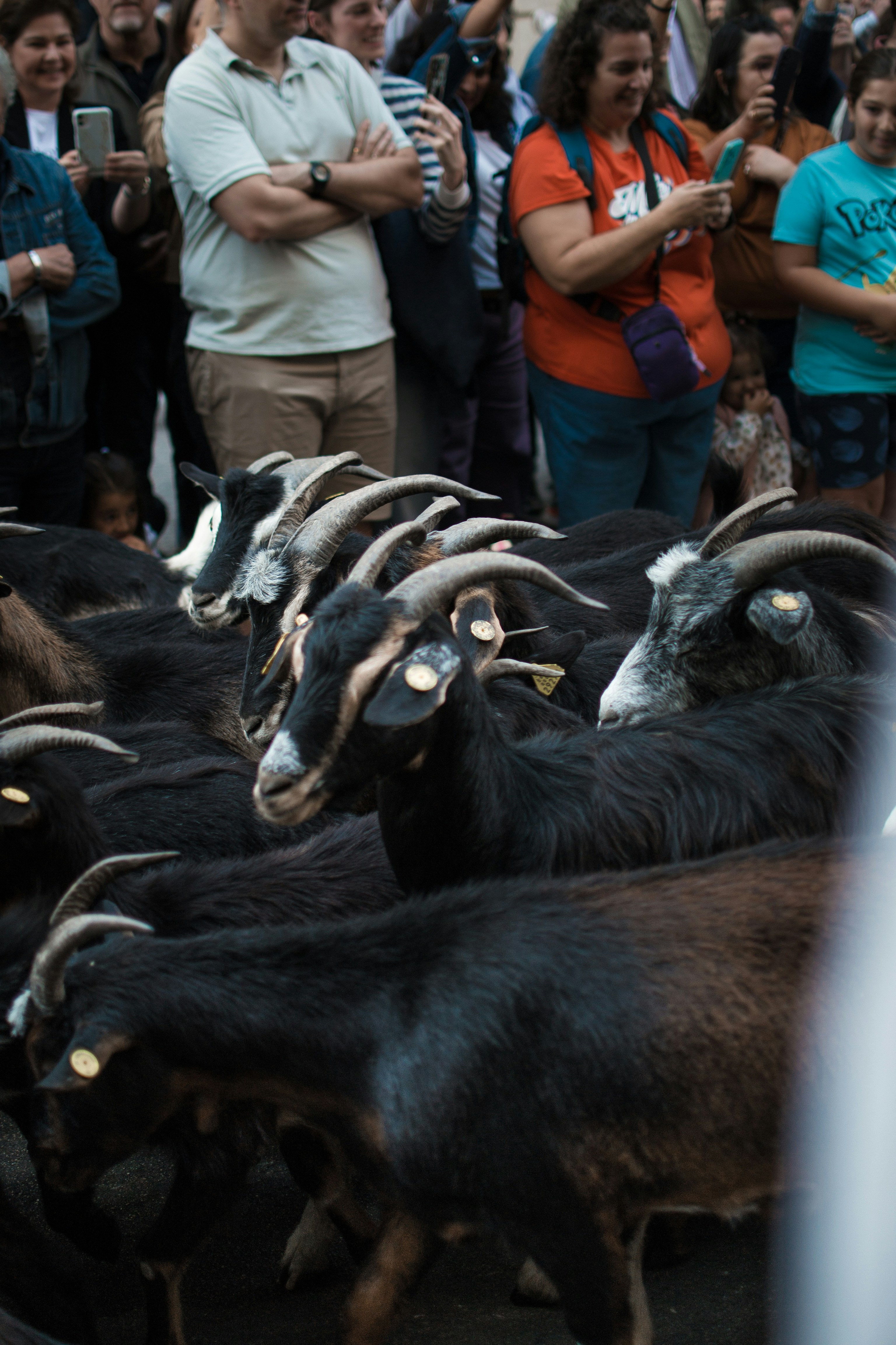 A herd of black goats with people watching
