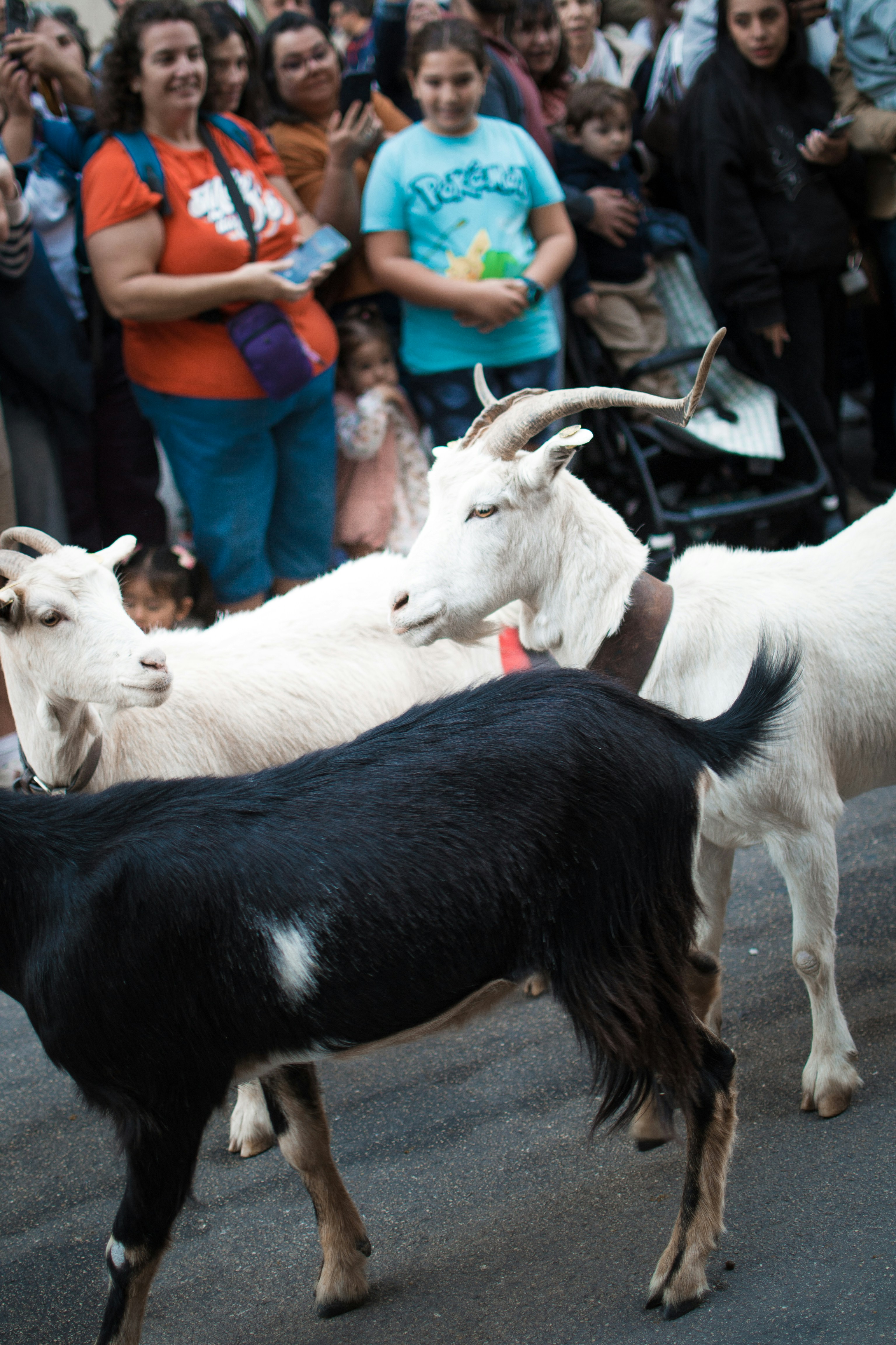 Three goats walk through a crowd of people.