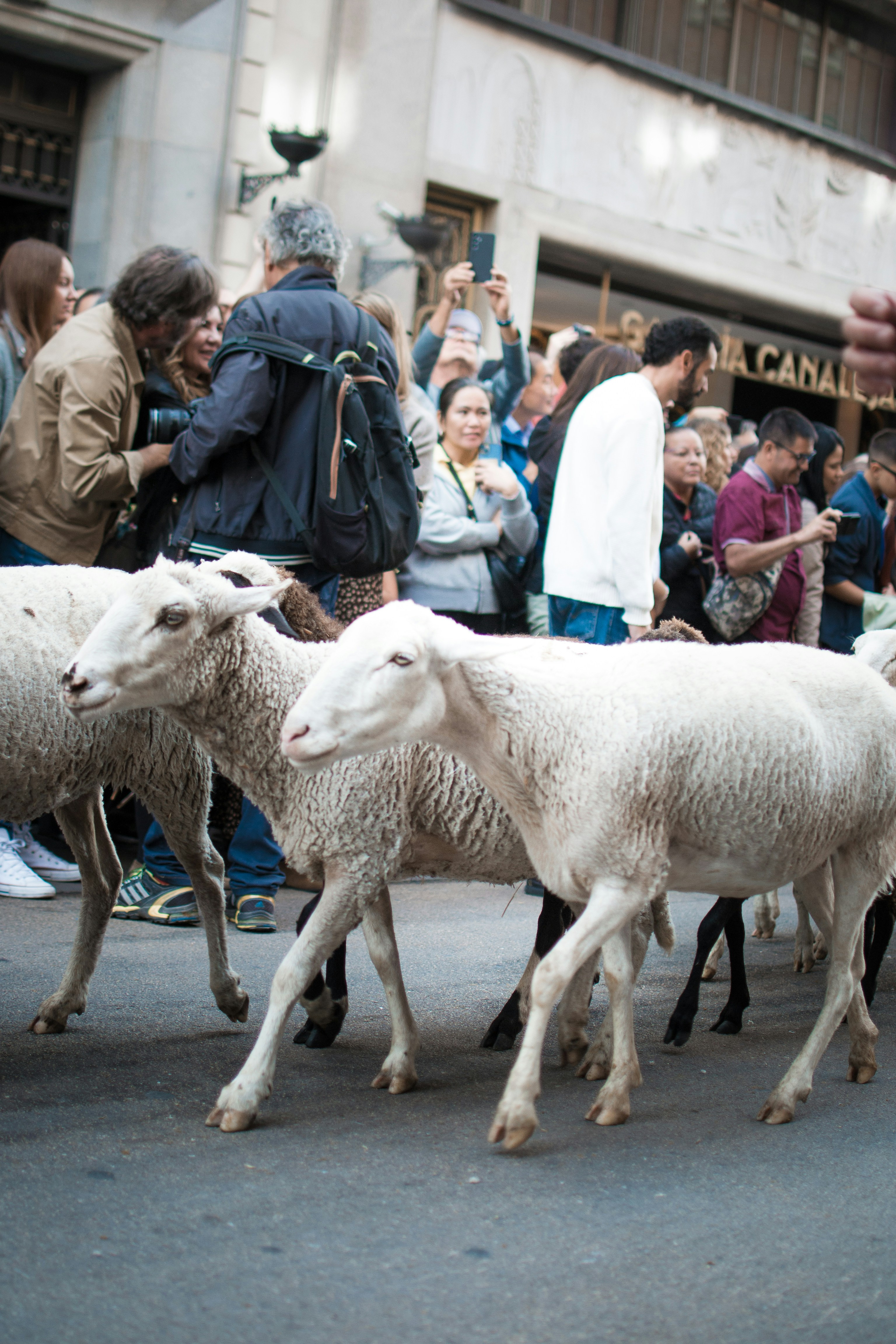 Sheep walking down a city street with onlookers