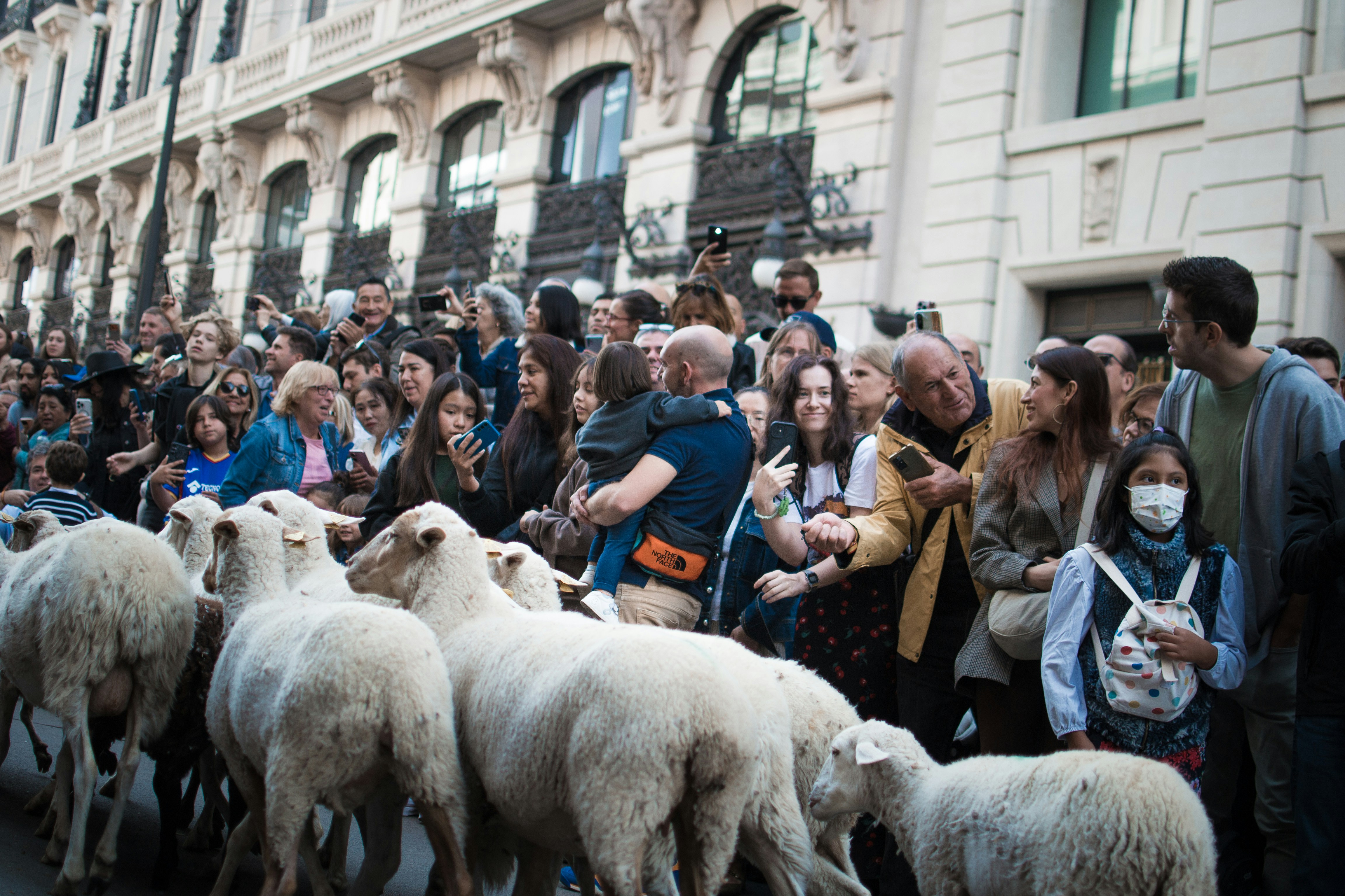 Sheep being herded through a street lined with spectators.