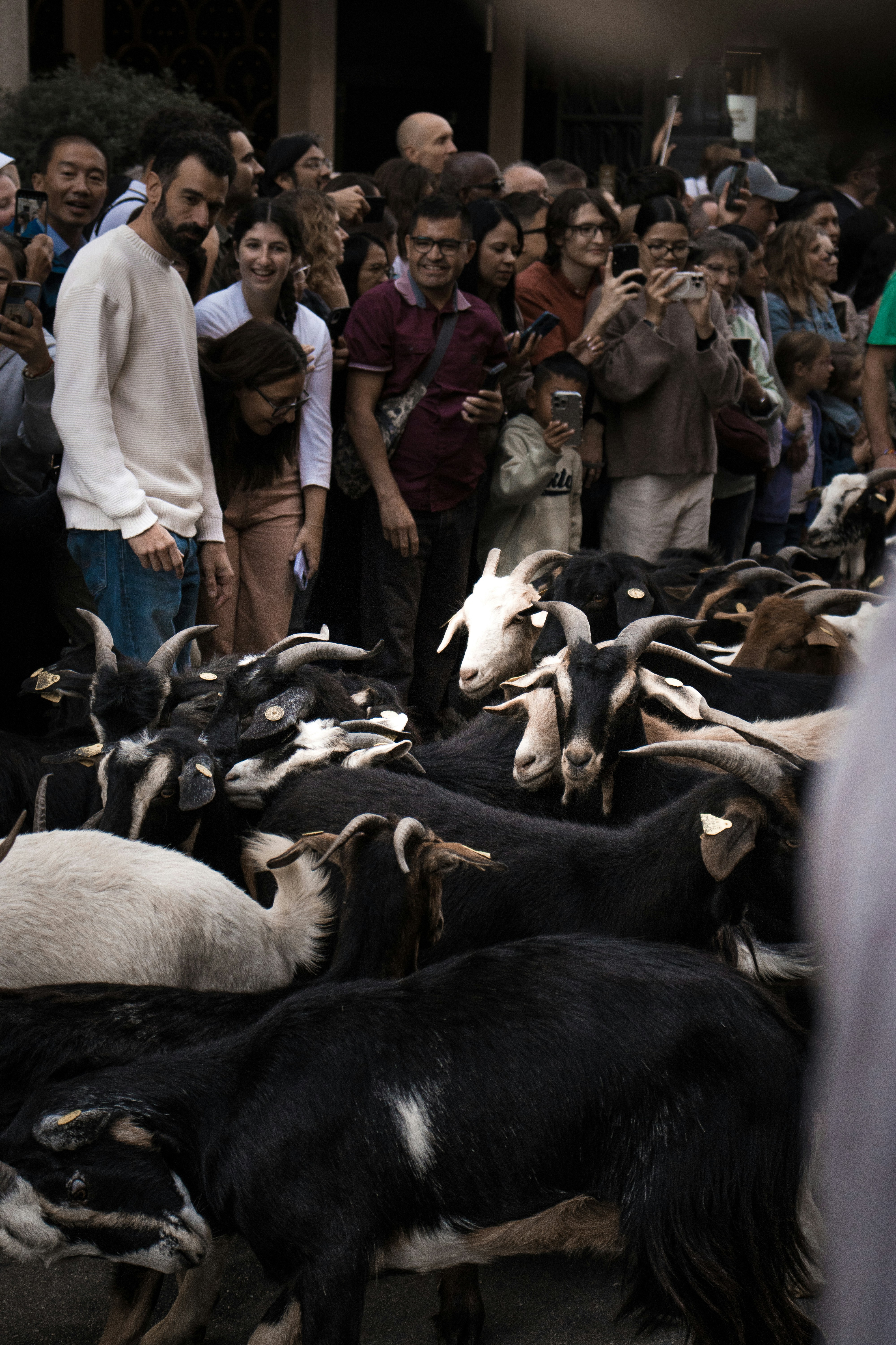 A crowd watches a herd of goats pass by.