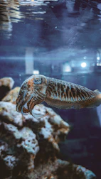 A cuttlefish swims near rocks in dark blue water.