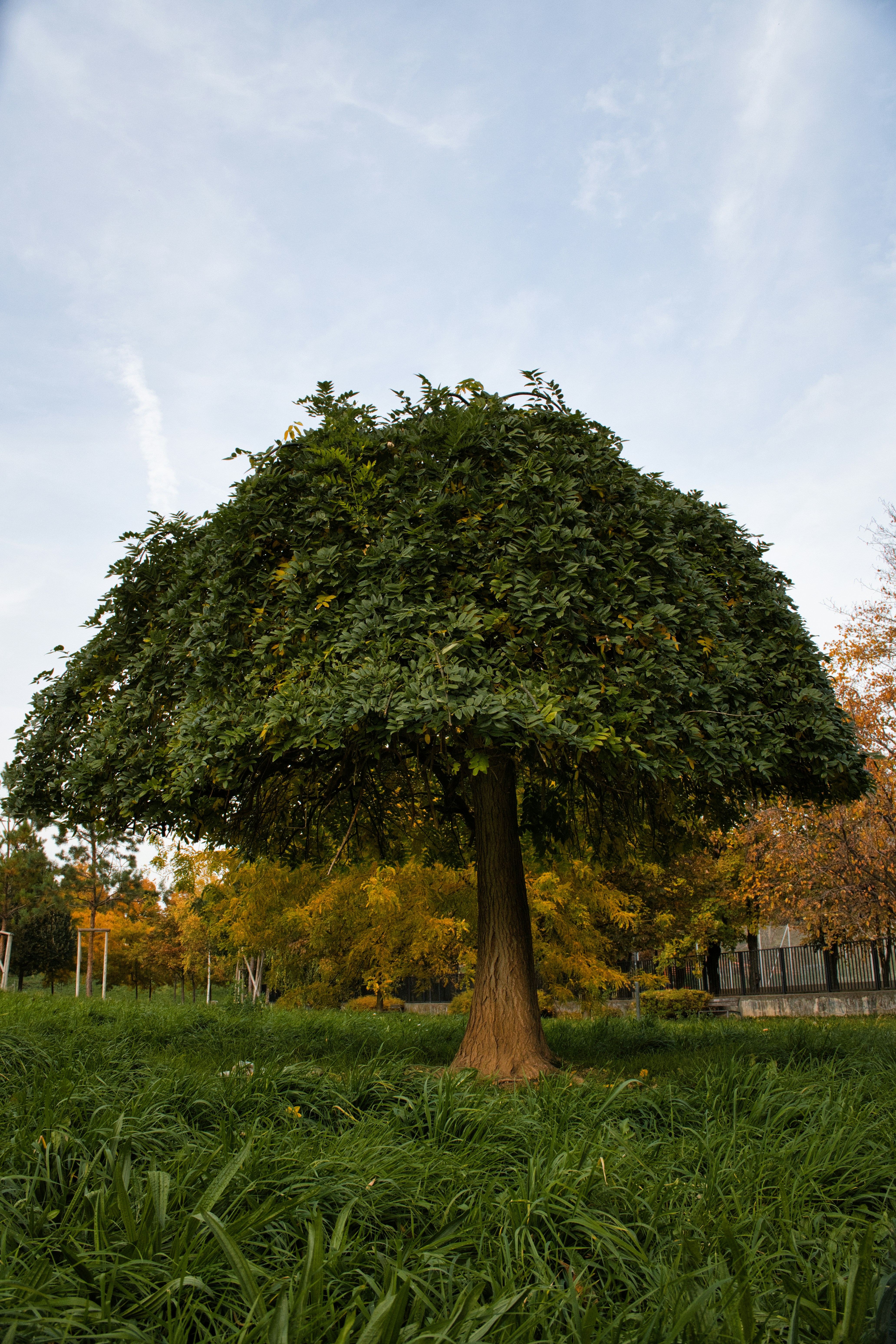 A large, rounded tree stands in a grassy field.