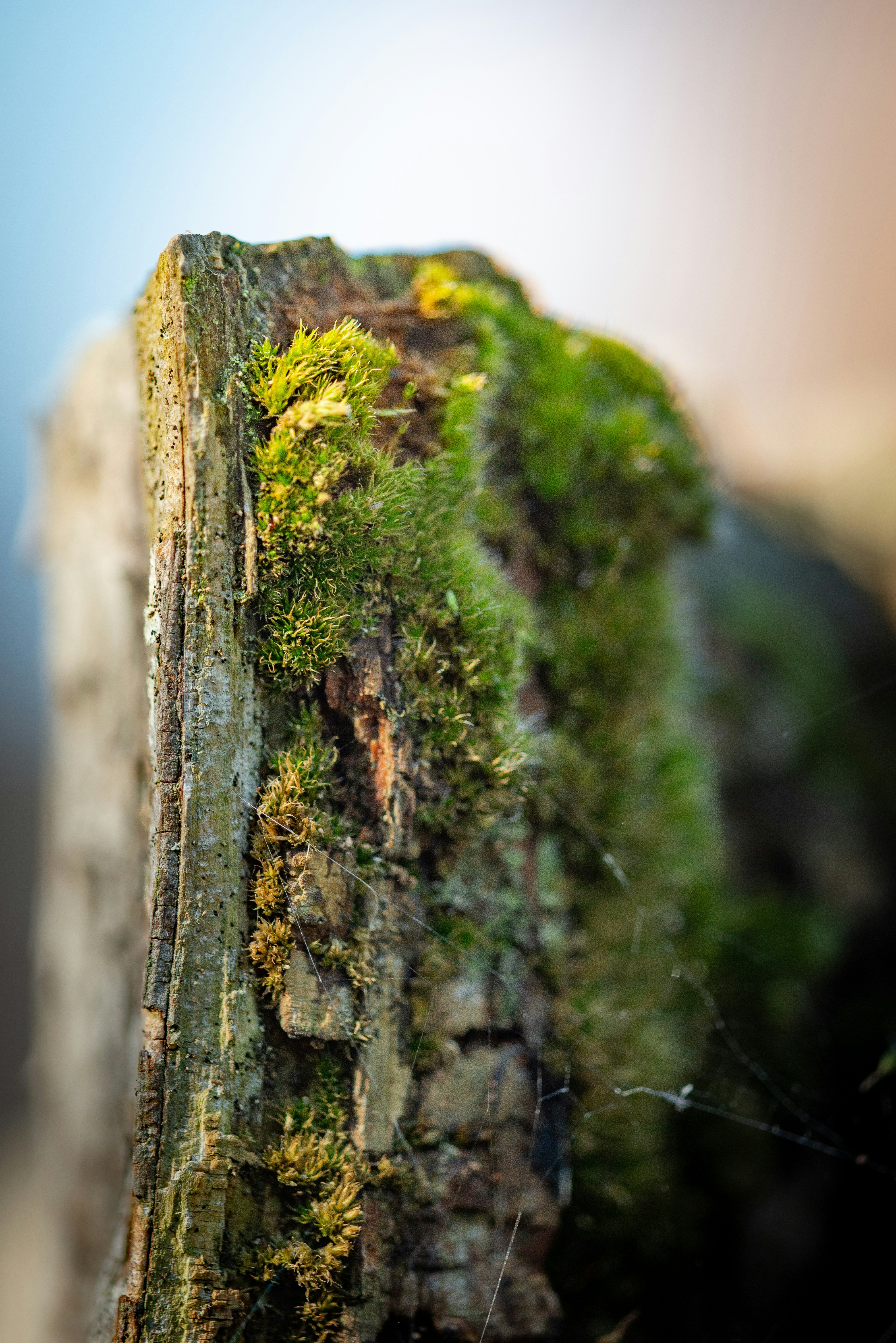 Photo by joeyoverton16