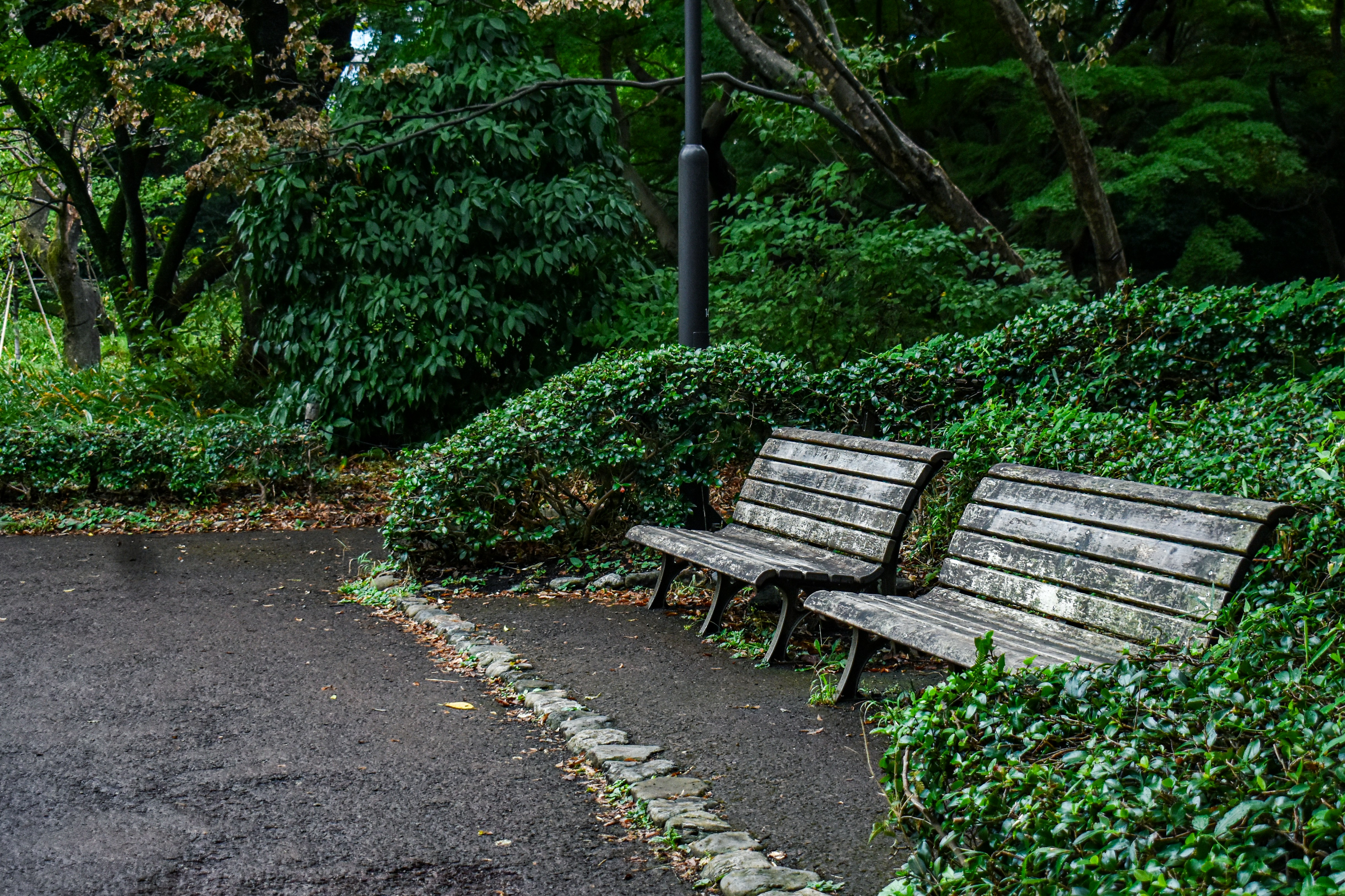 Two wooden benches in a lush green park.