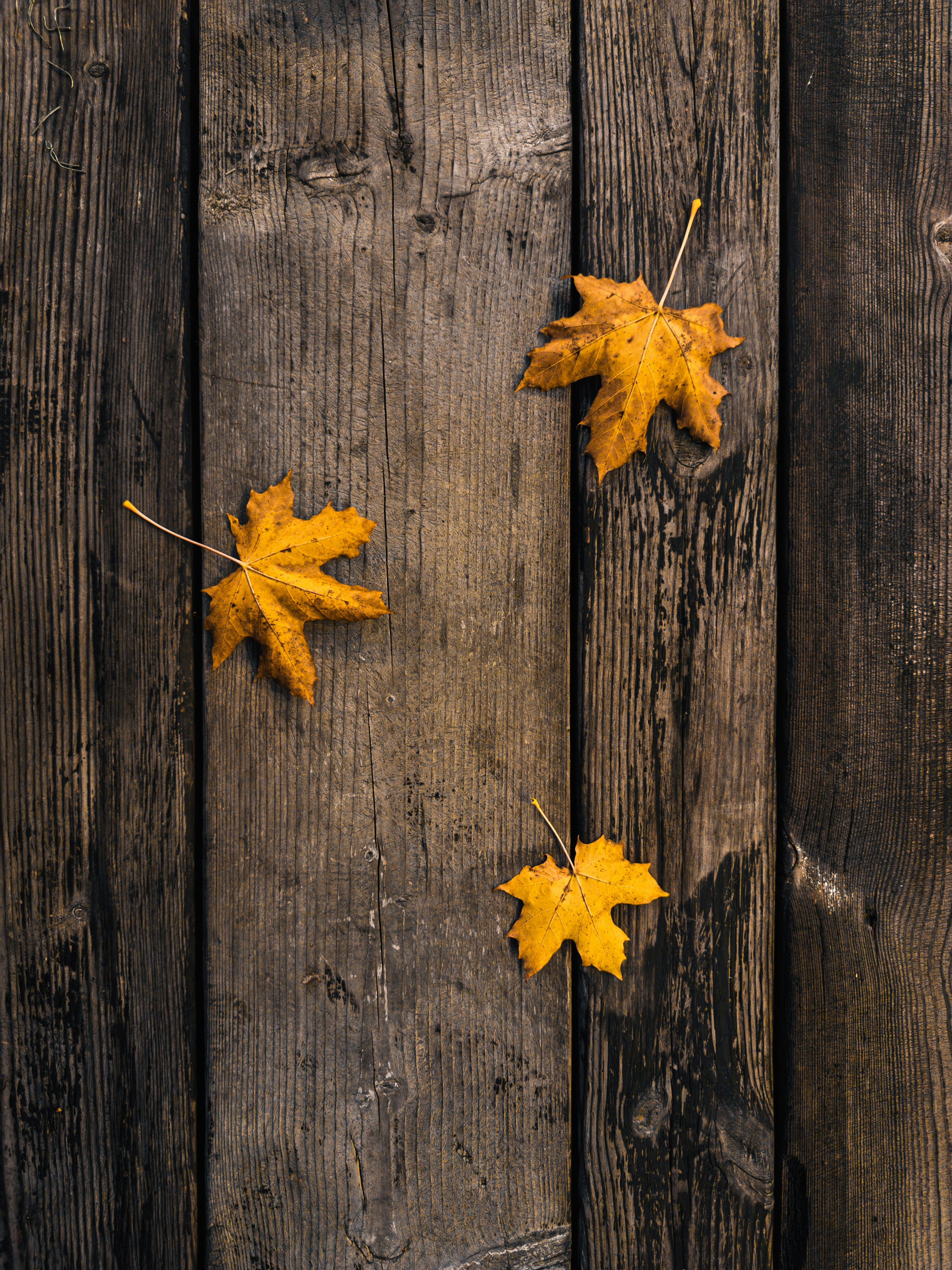 Drei Herbstblätter auf rustikalen Holzbohlen.