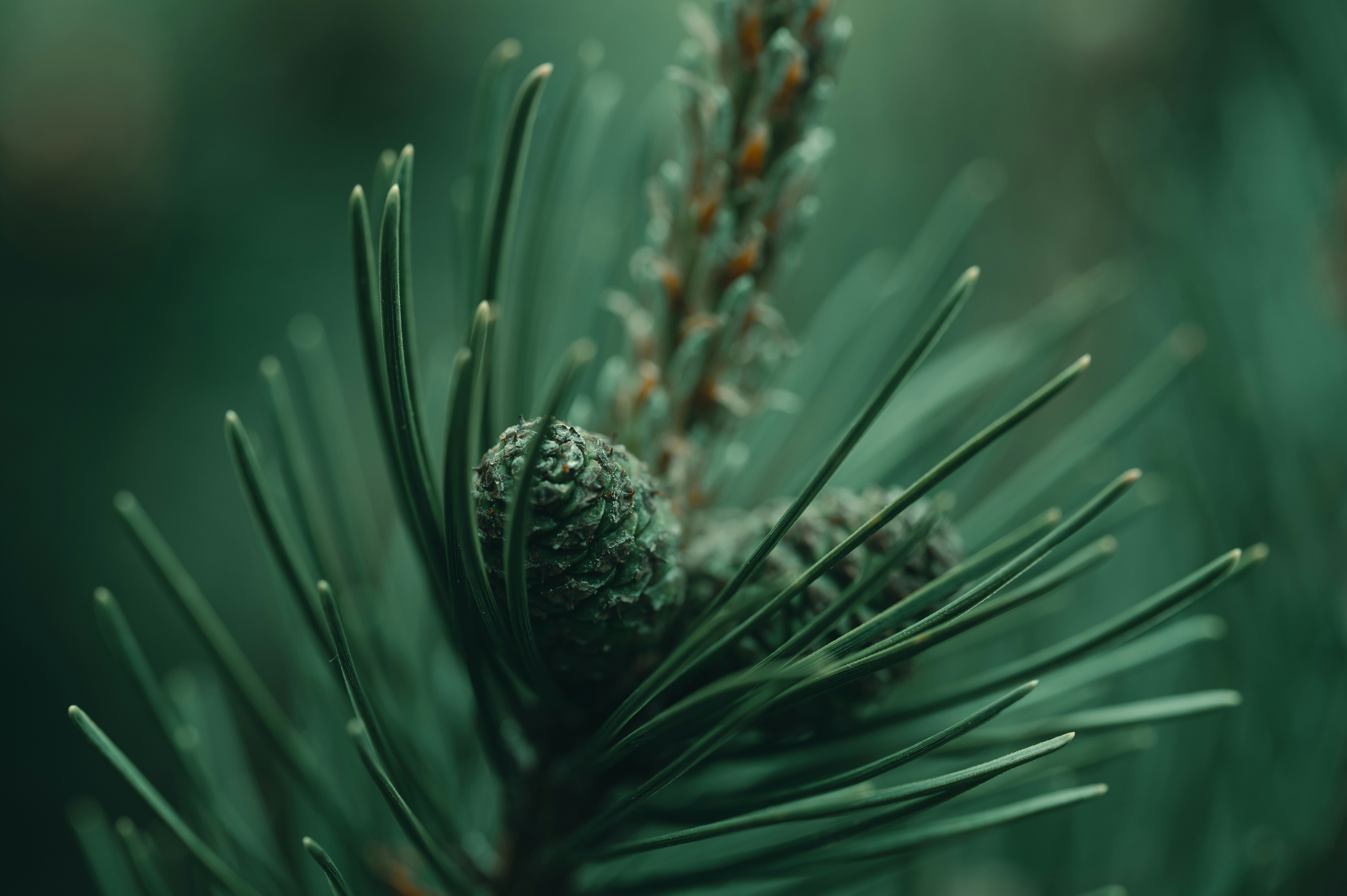 Photo by volodymyr_leush