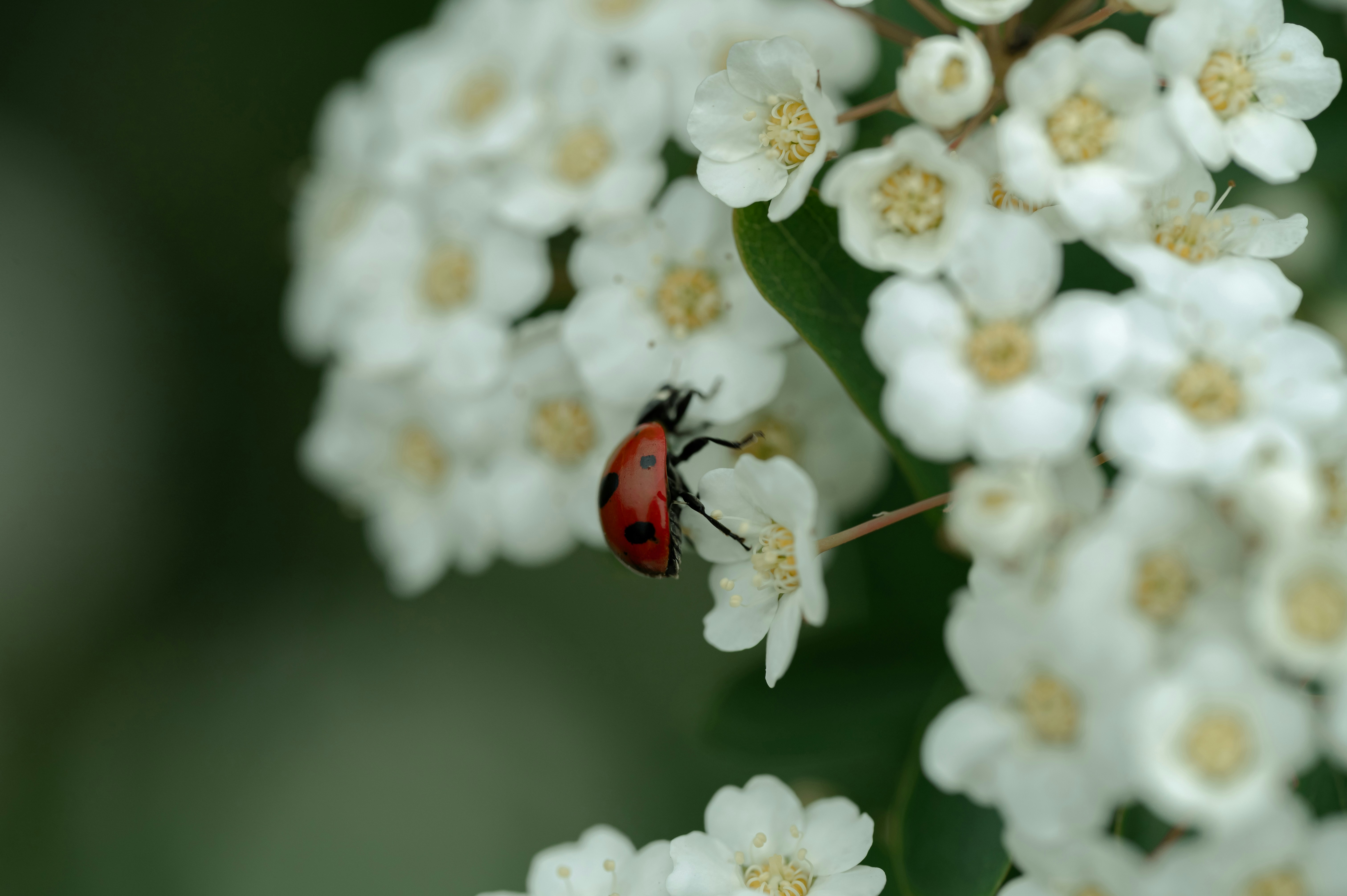 Photo by volodymyr_leush