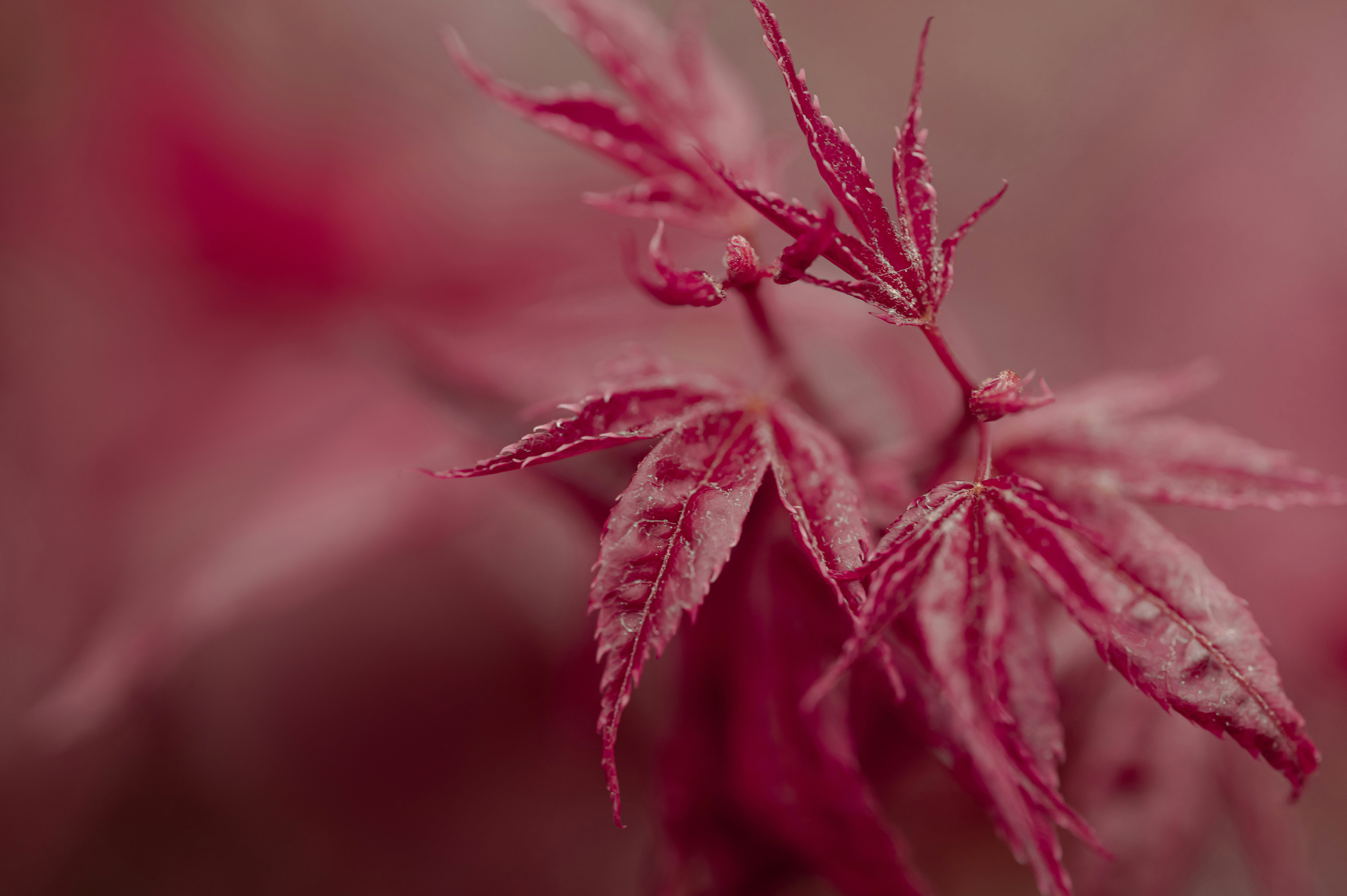 Photo by volodymyr_leush