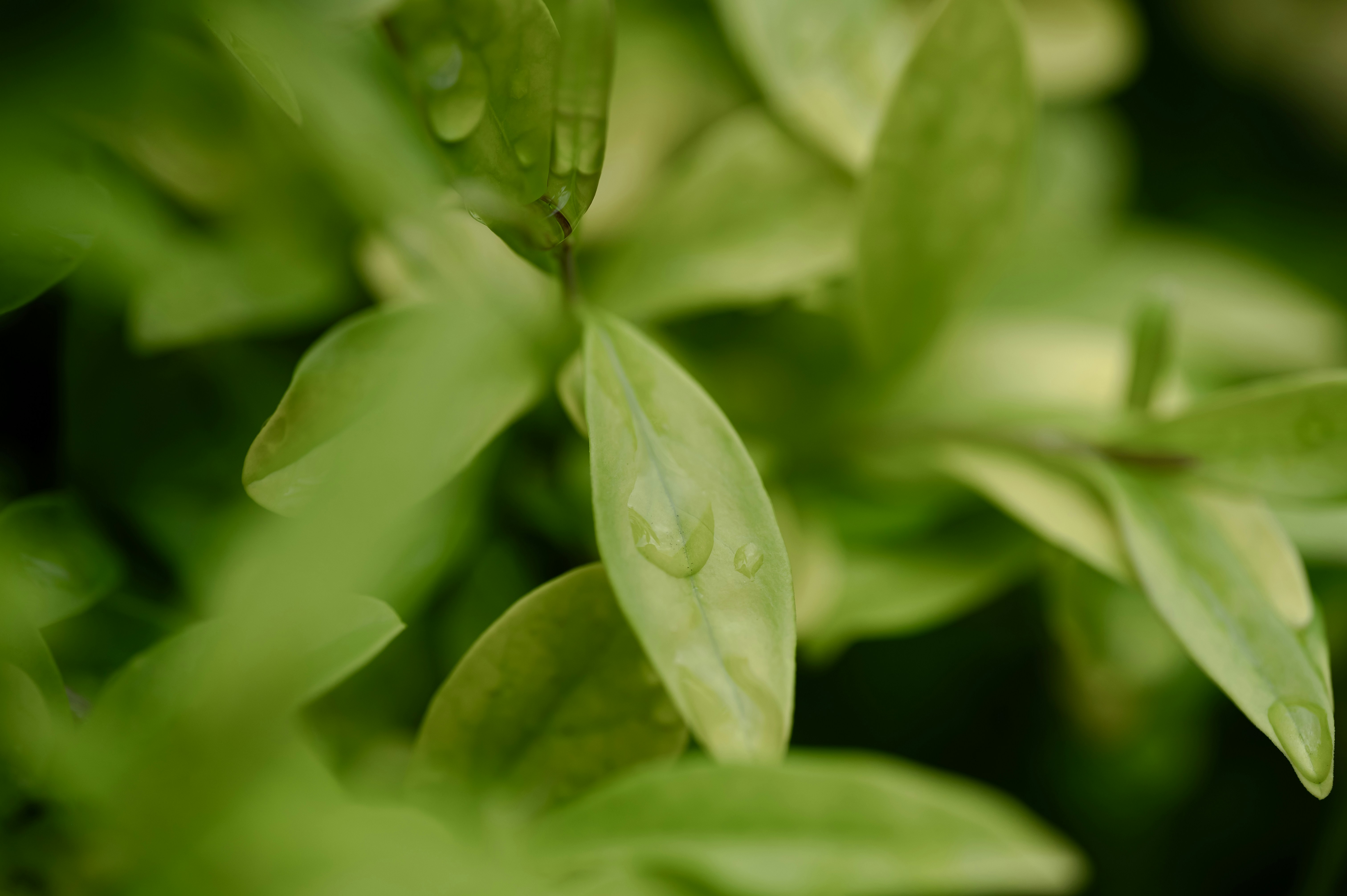 Photo by volodymyr_leush