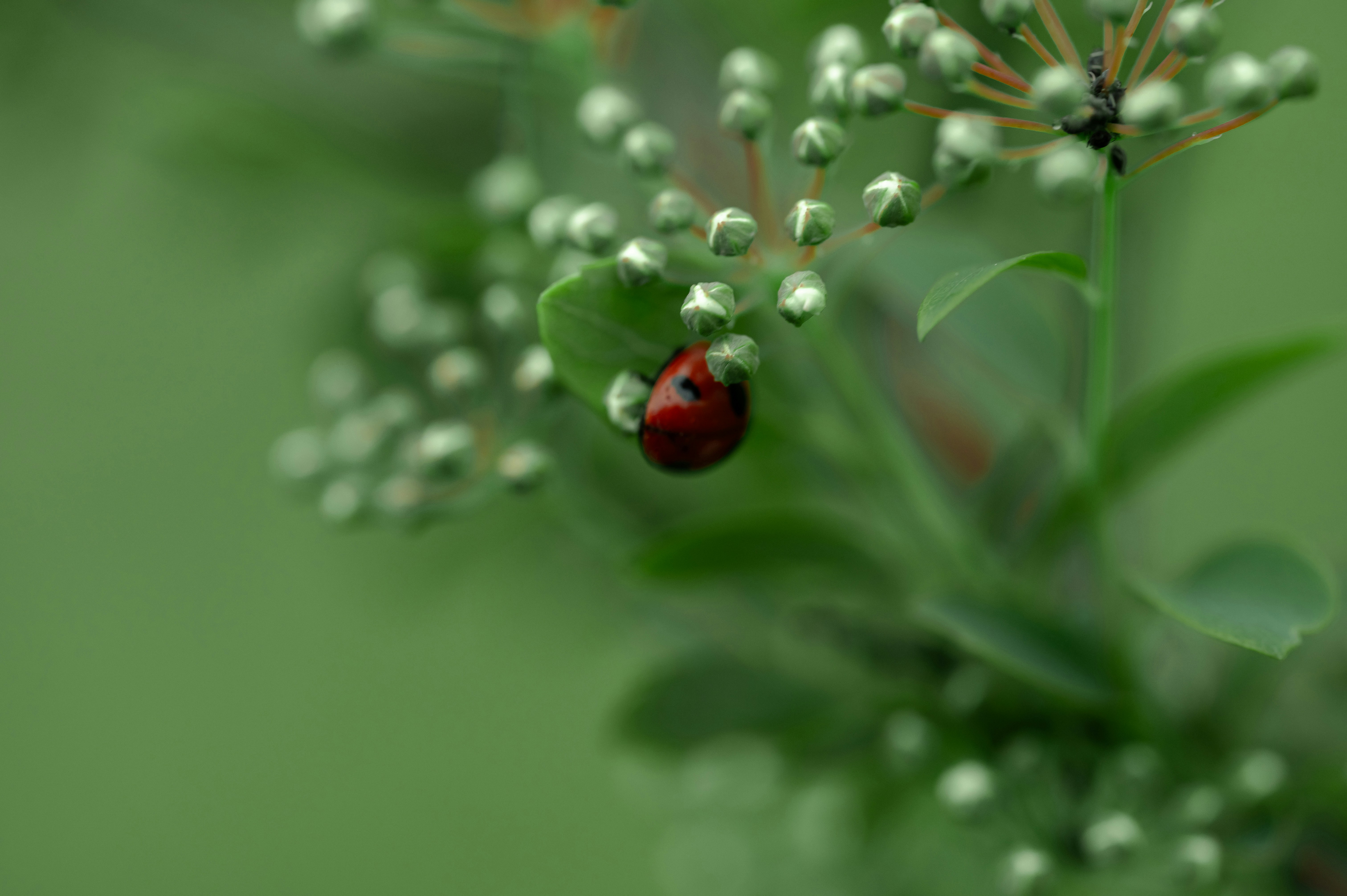 Photo by volodymyr_leush