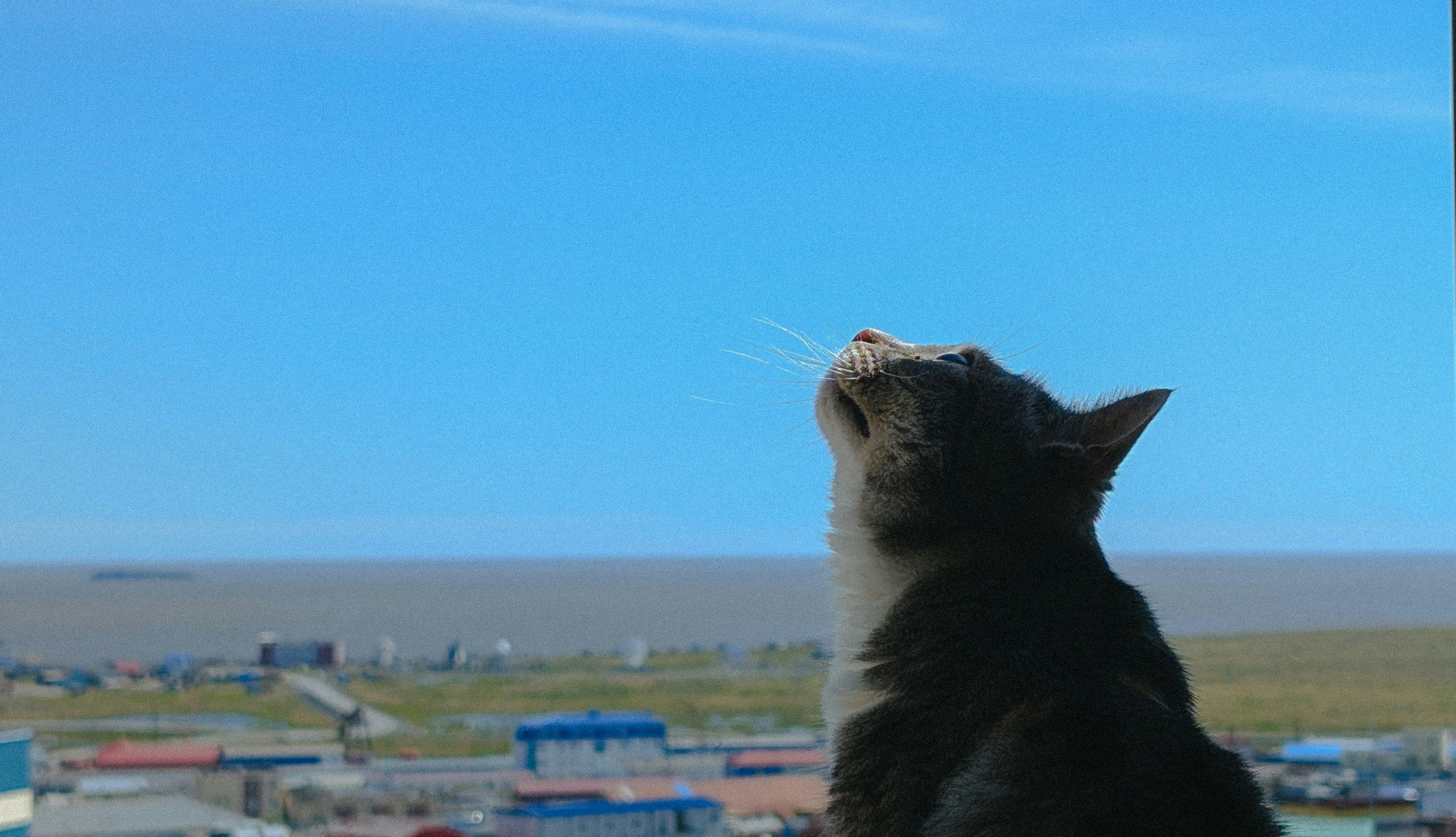 Passport services in Los Gatos