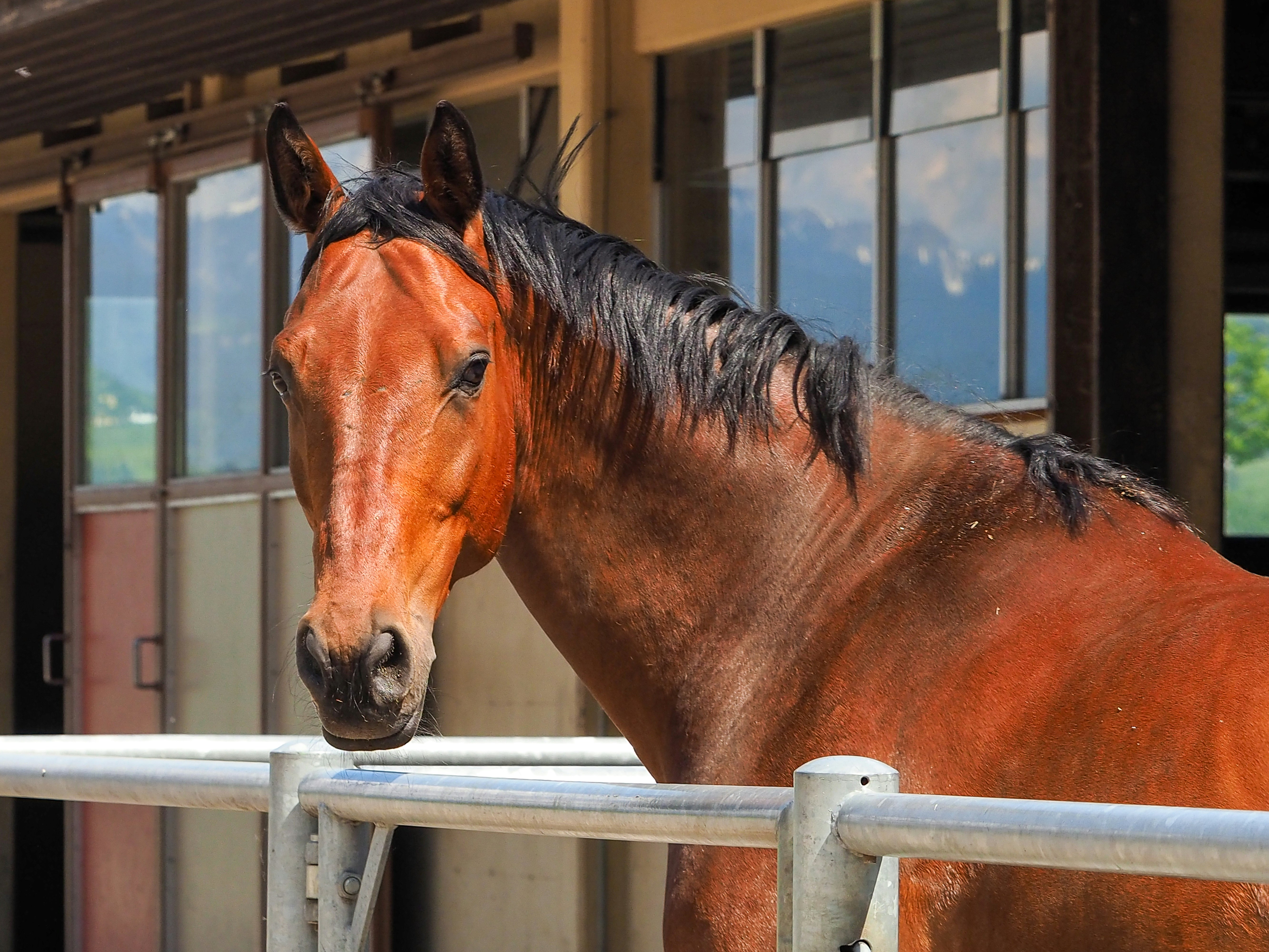 A brown horse stands behind a metal fence.