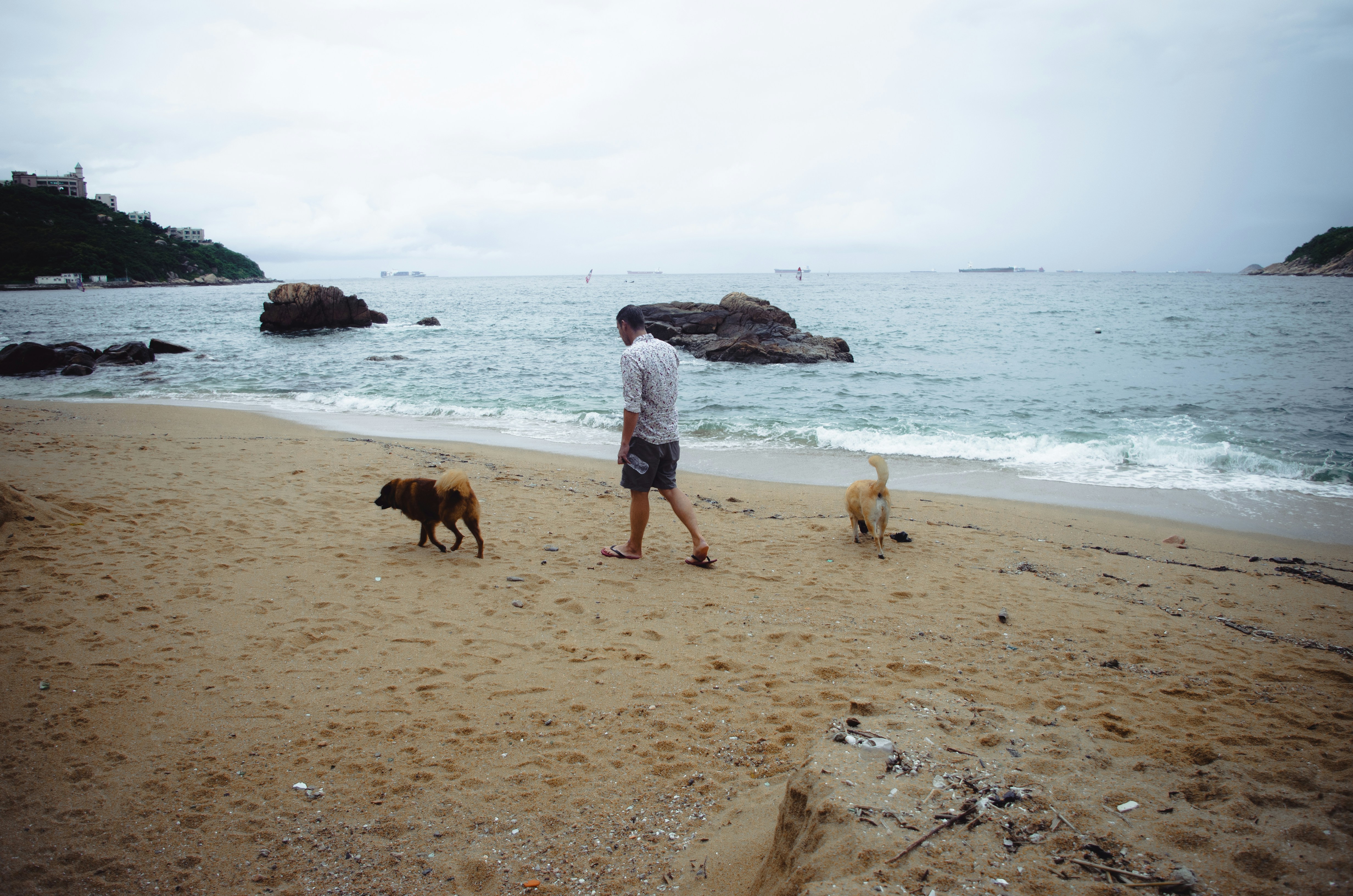 Man walking two dogs on a sandy beach