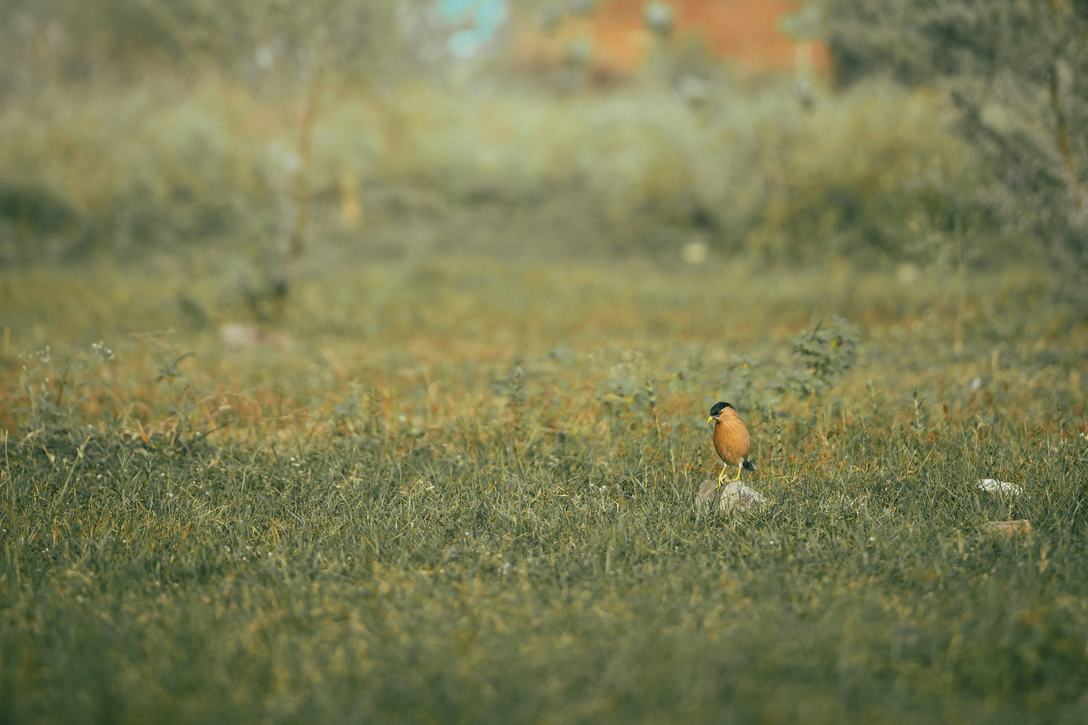Bird perched on a rock in a grassy field.