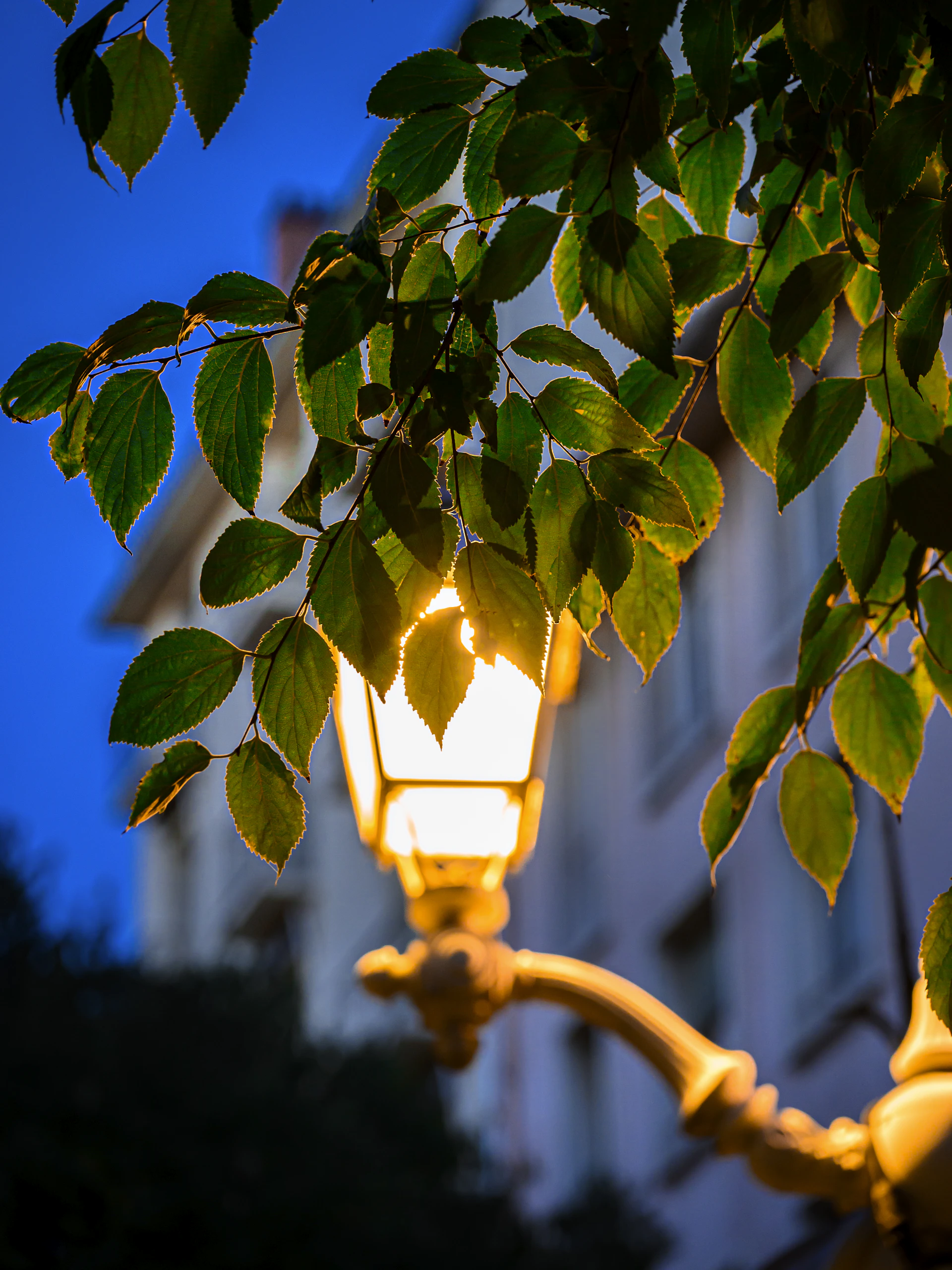 Glowing street lamp behind green leaves at dusk.