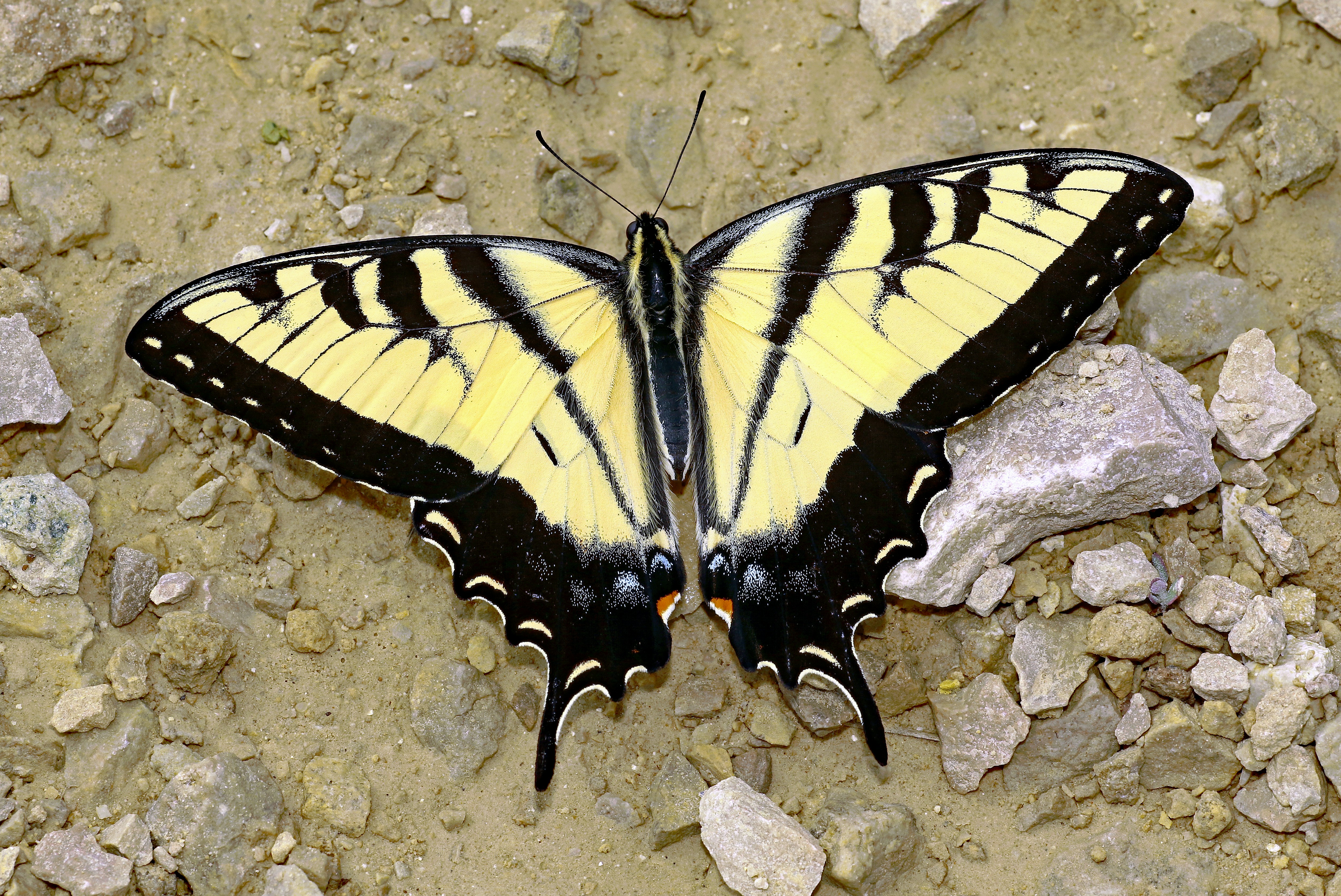 黄色と黒の蝶が地面に休んでいます。