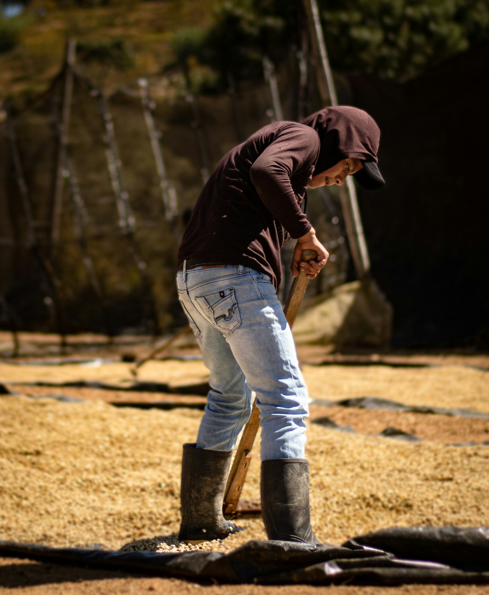 Coffee beans spread across raised drying beds being raked by hand in the sun