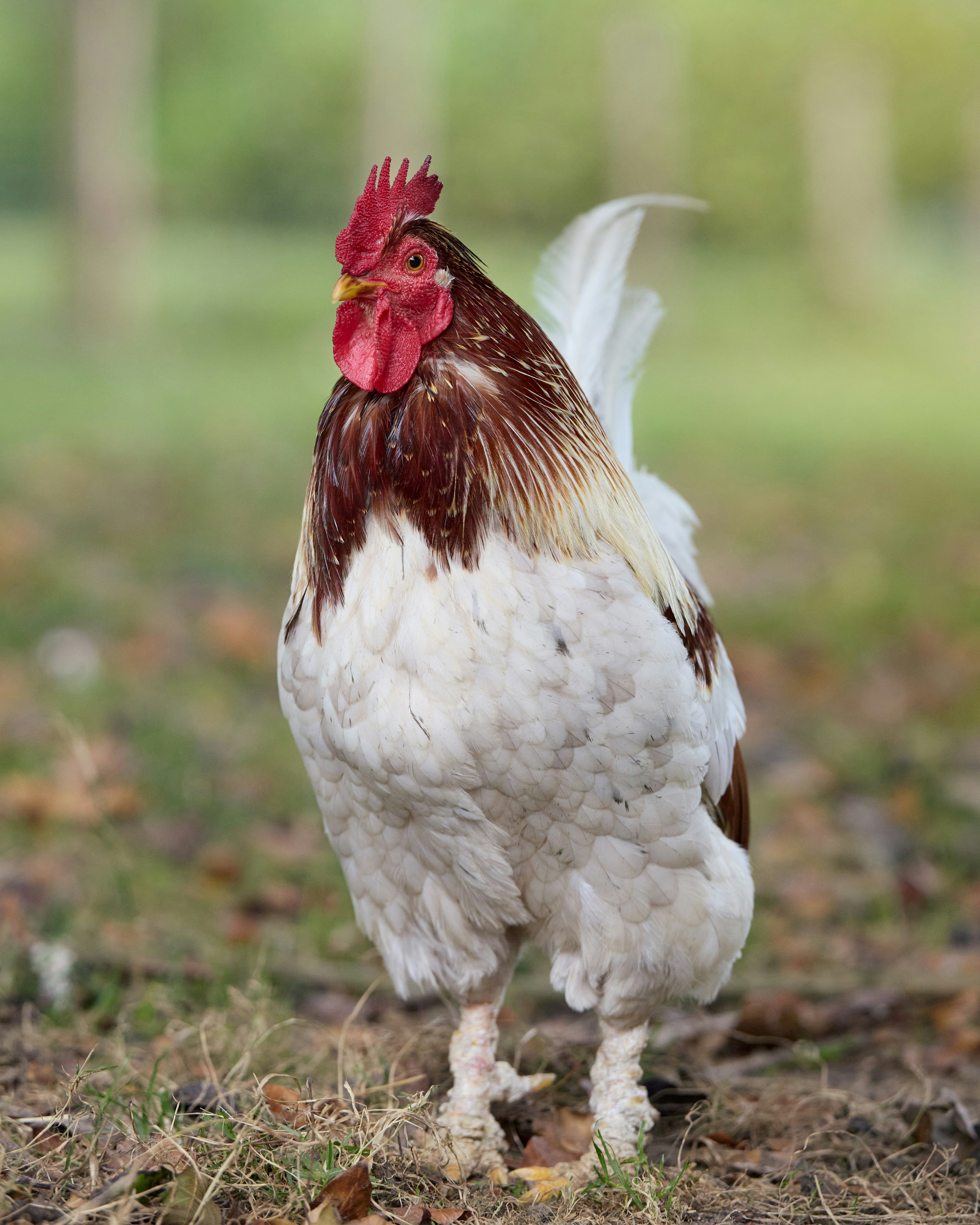 Photo by erwinbosman