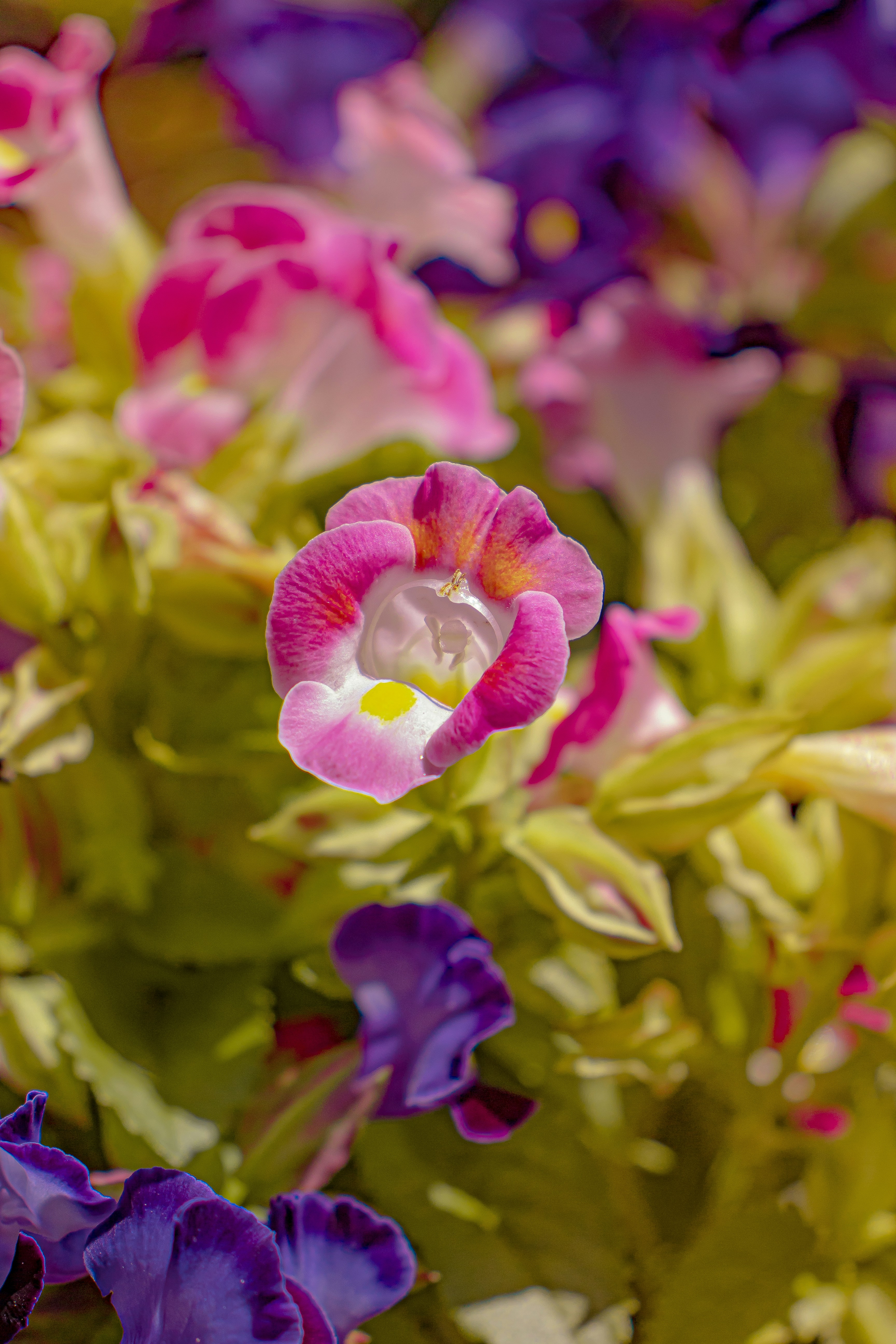 Close-up of pink and purple wishbone flowers blooming.