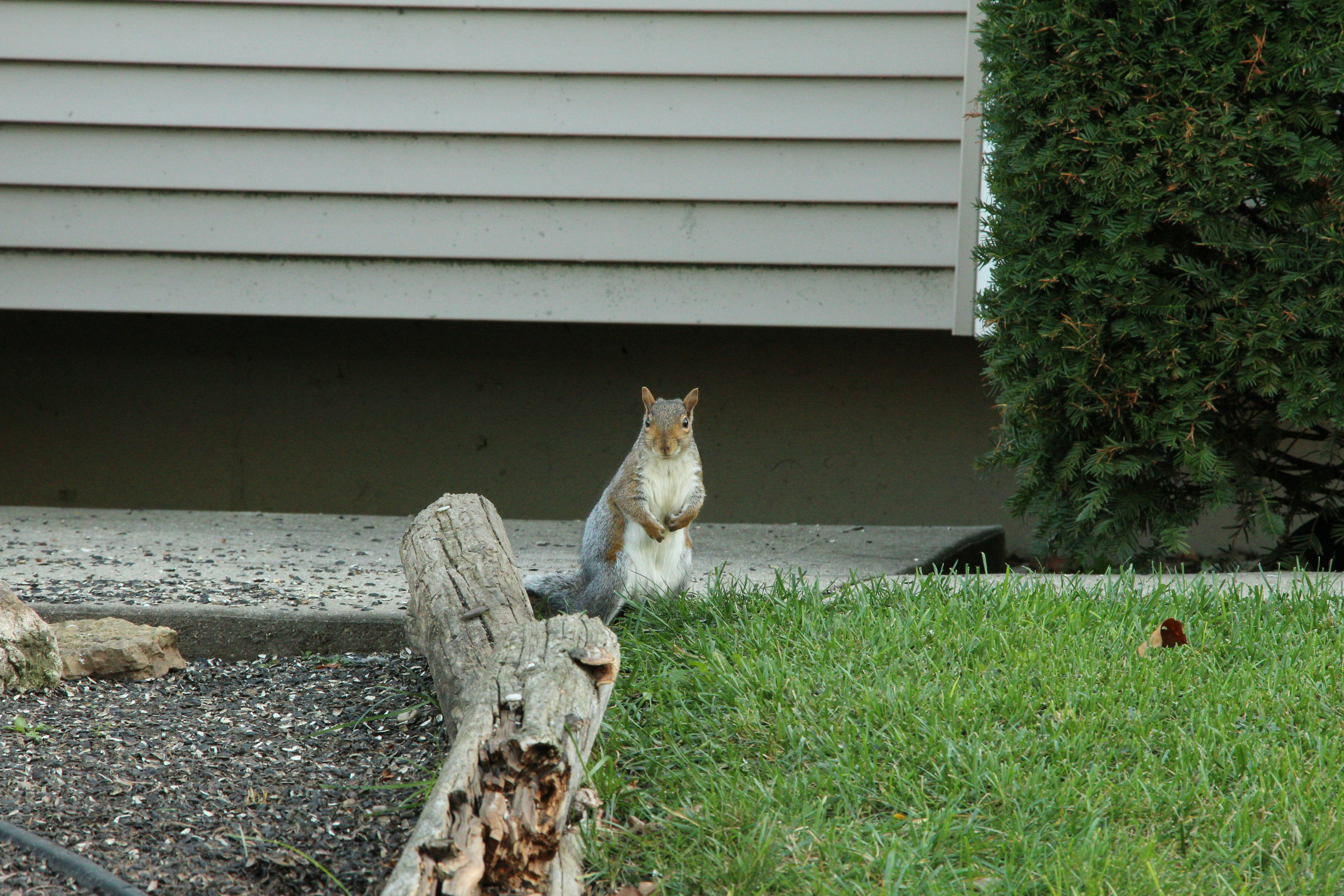 A squirrel stands upright near a building. photo – Free Animal Image on ...