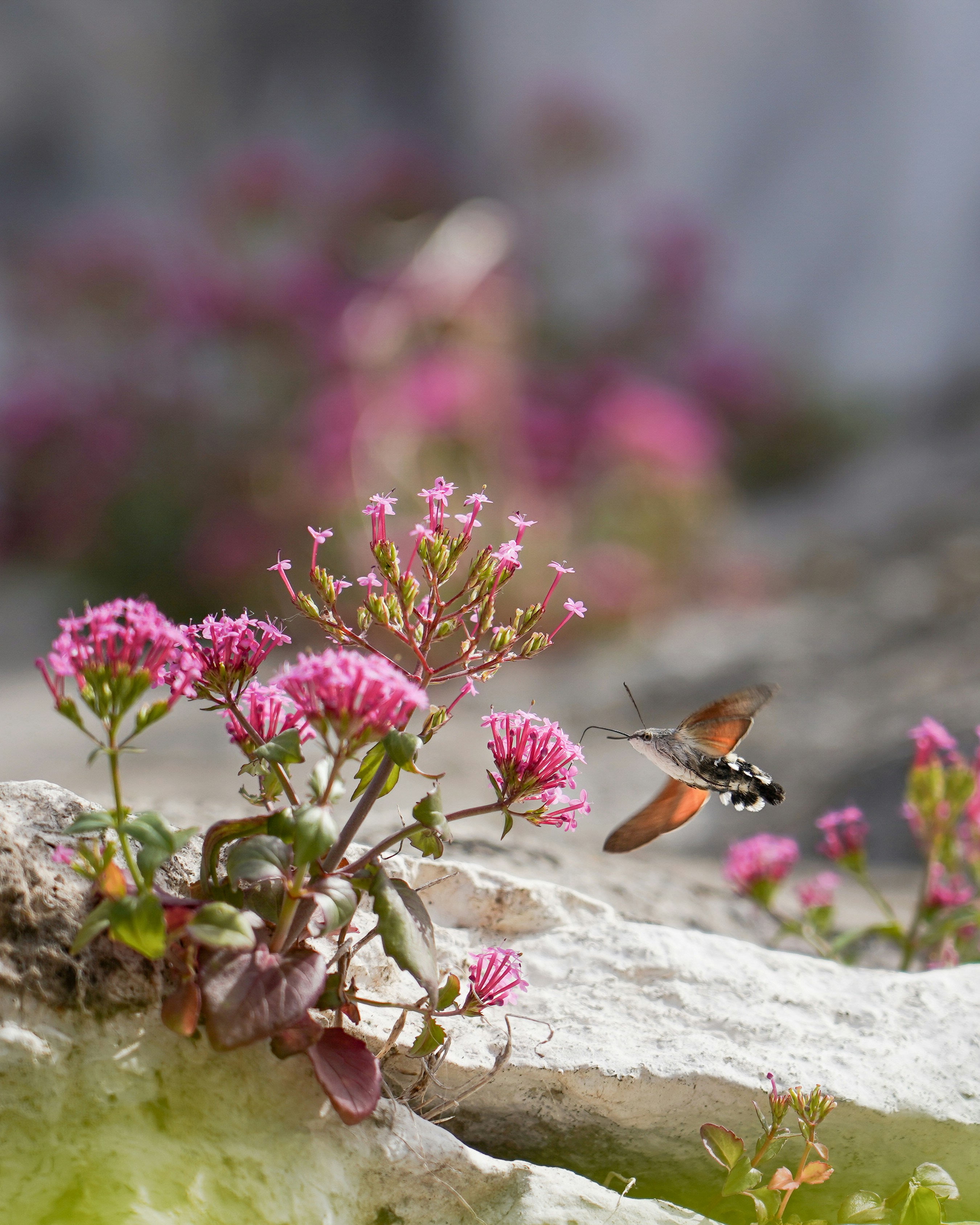 Hummingbird moth feeding on pink flowers near rocks
