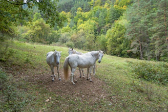 Three white horses stand in a grassy clearing