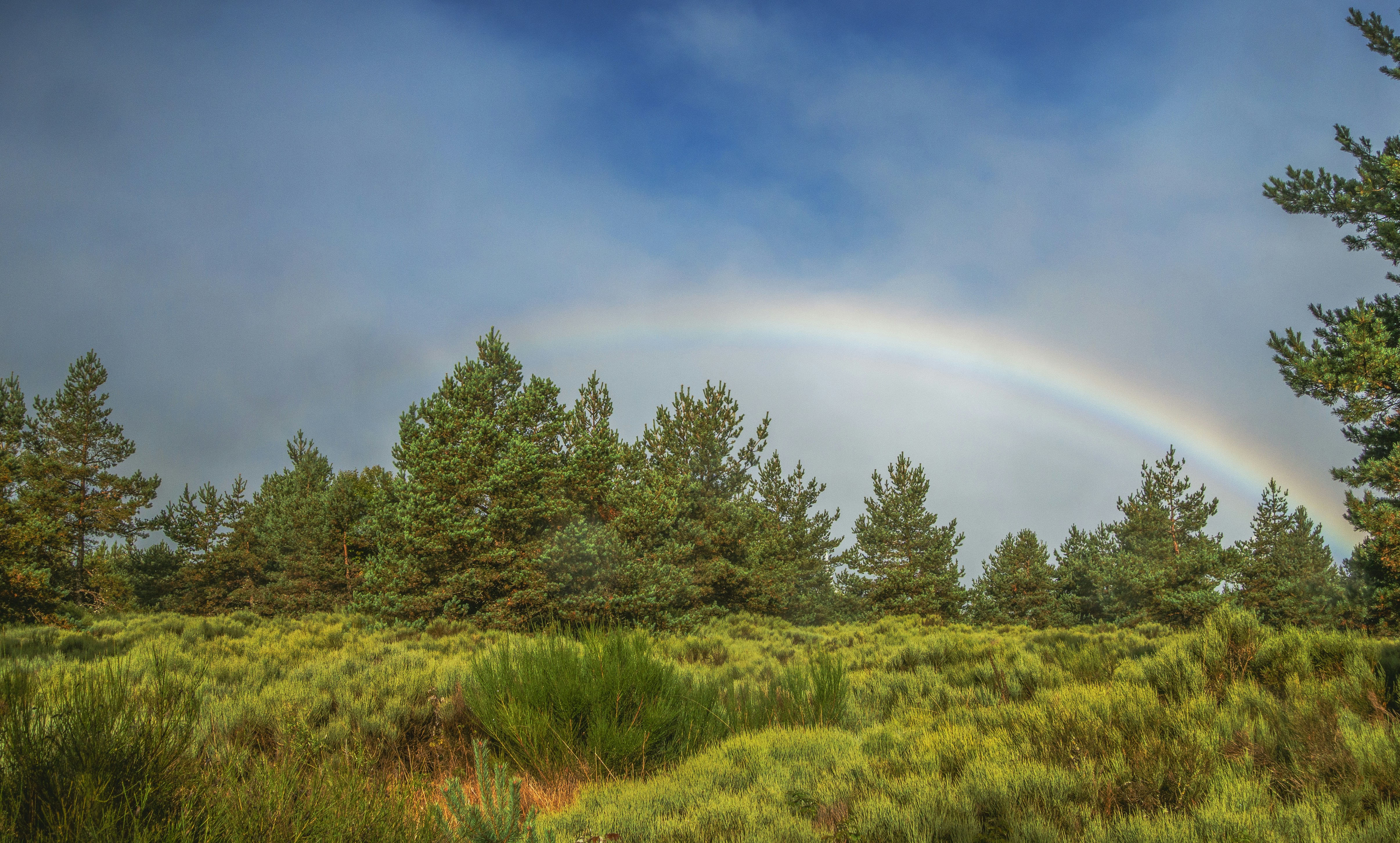 Rainbow arcs over pine trees and green bushes