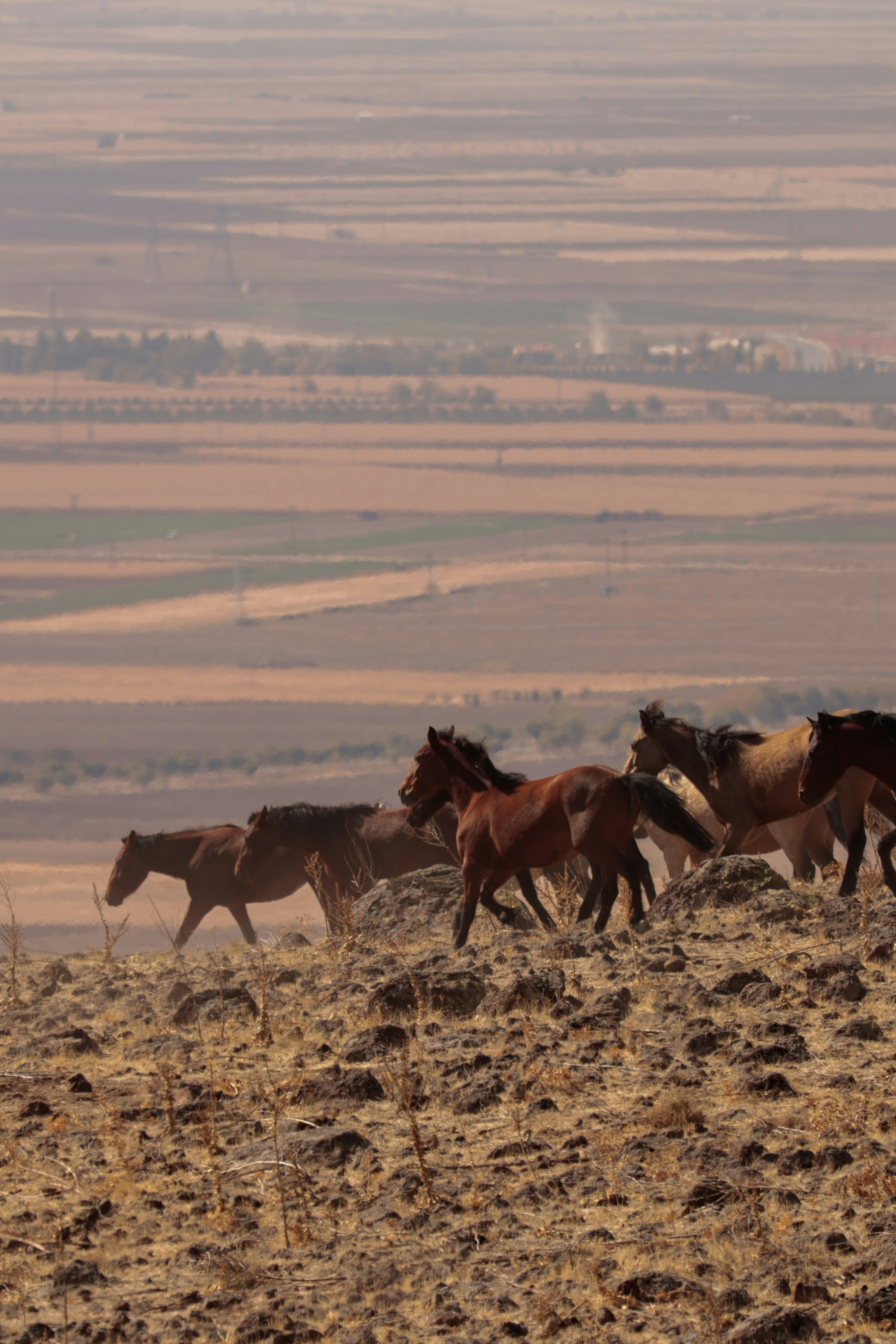 A herd of horses running on a dry, rocky hillside.