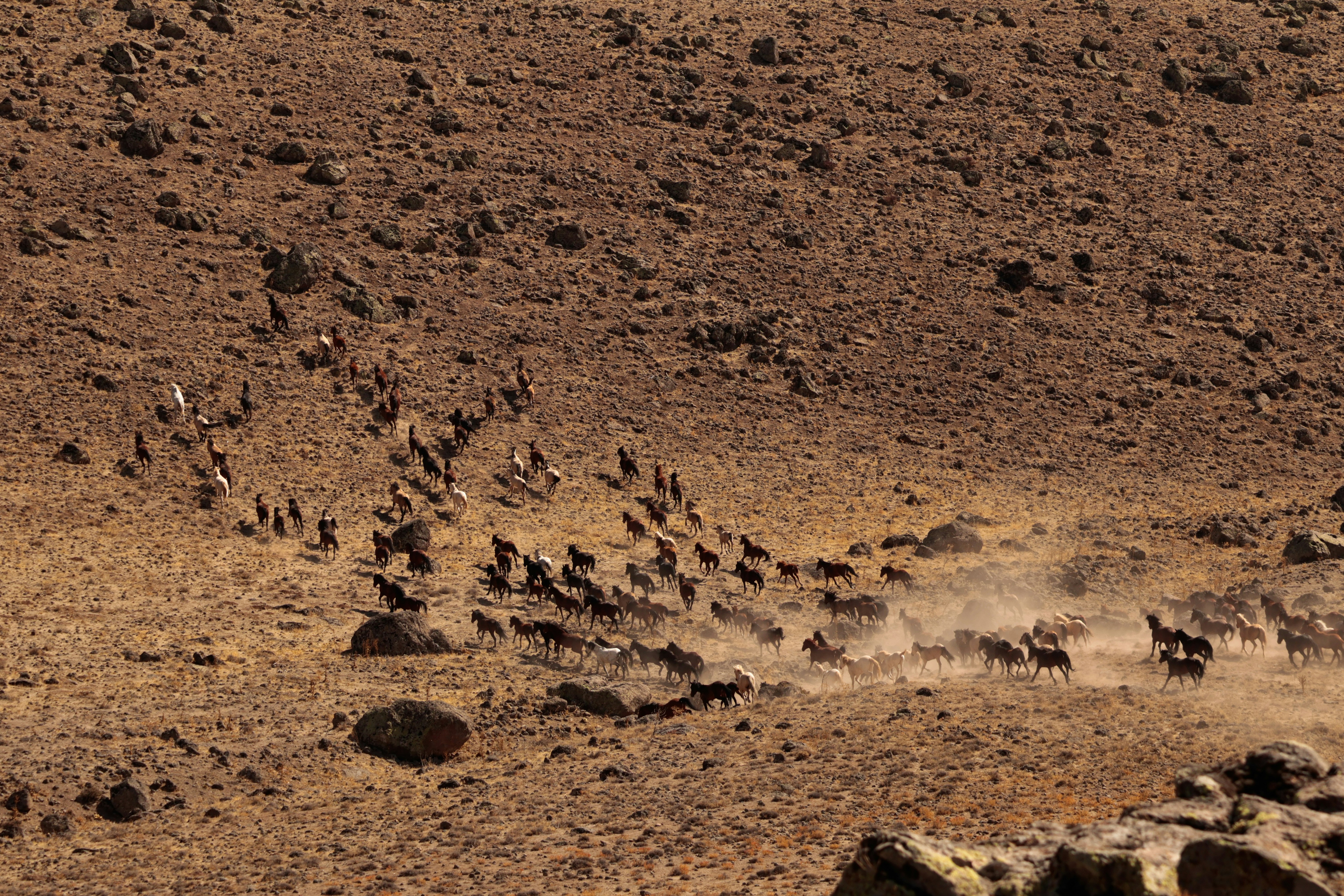 Herd of wild animals running across dry, rocky terrain