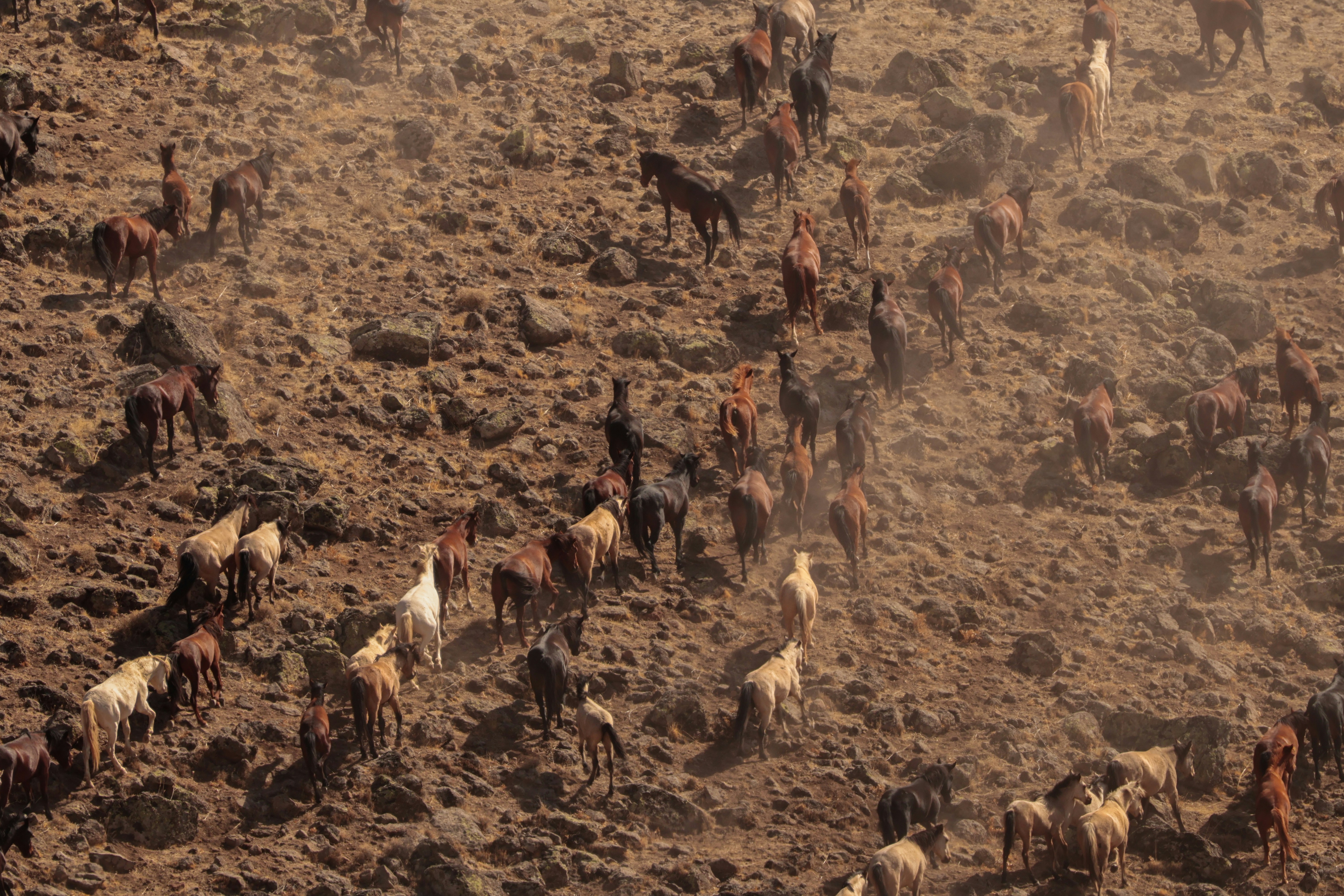Herd of horses running down a dry, rocky hillside.
