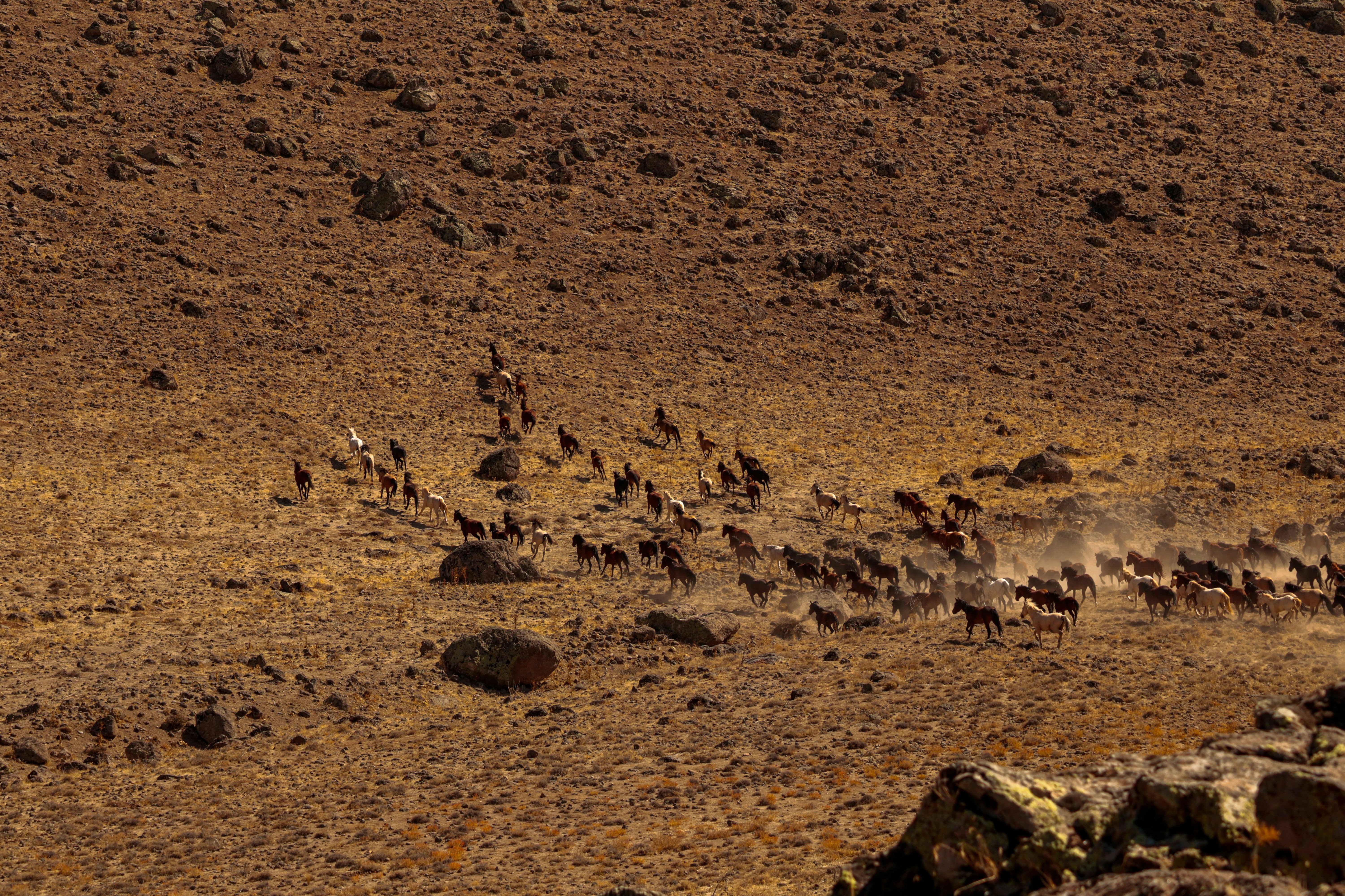Herd of deer running across a dry, rocky landscape.