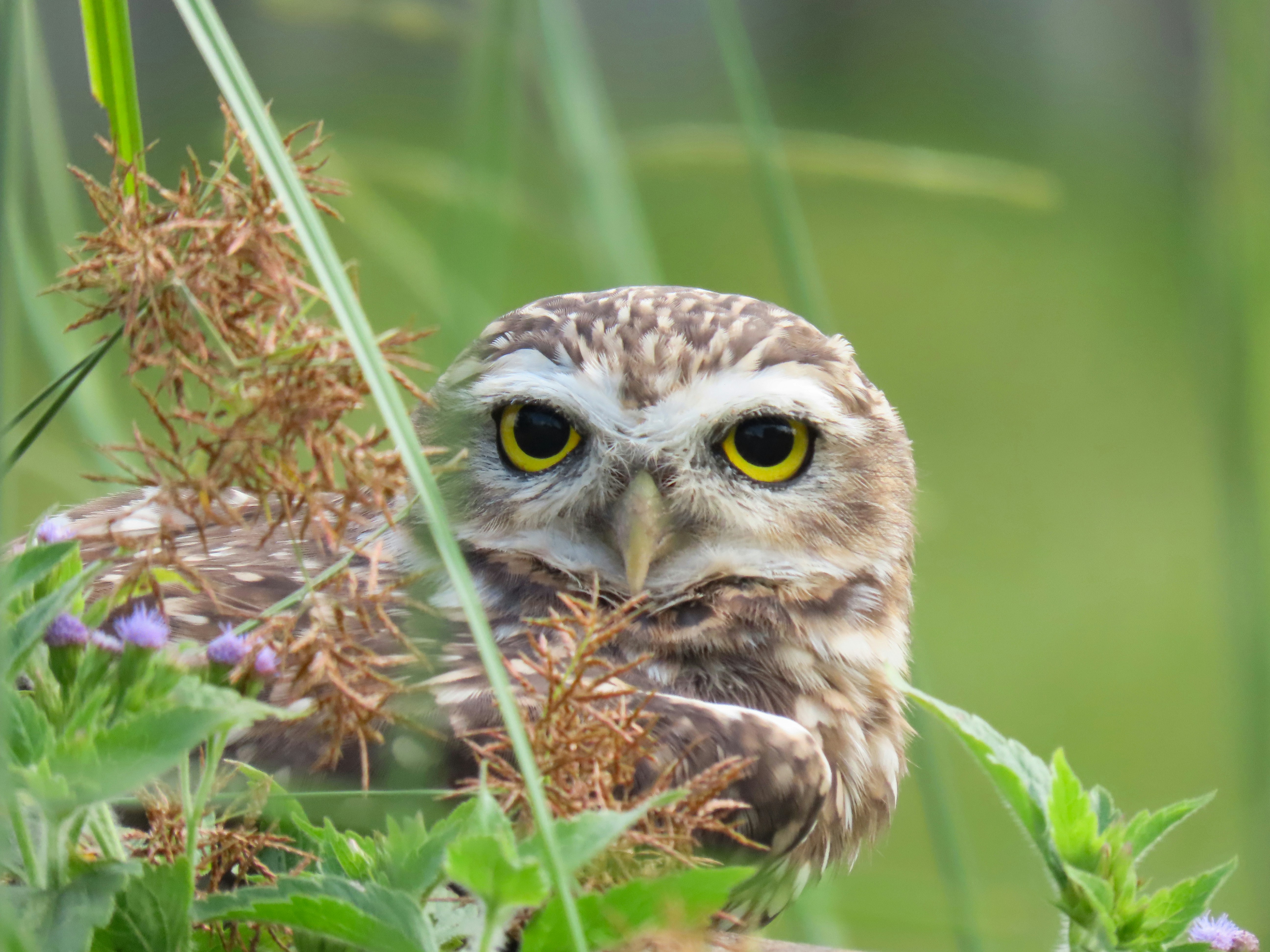 Photo by patricianicoloso