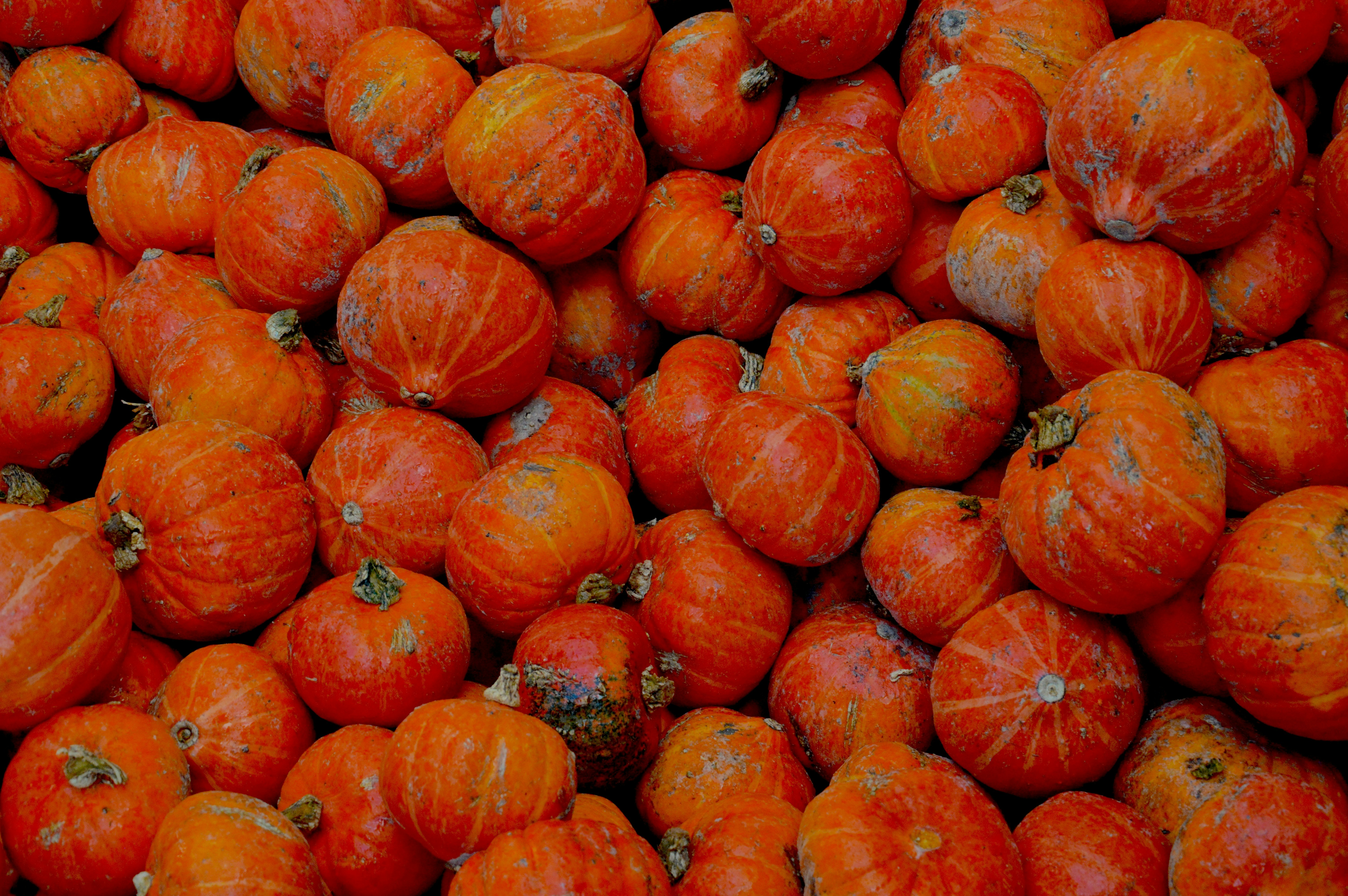 A large pile of small, orange pumpkins.
